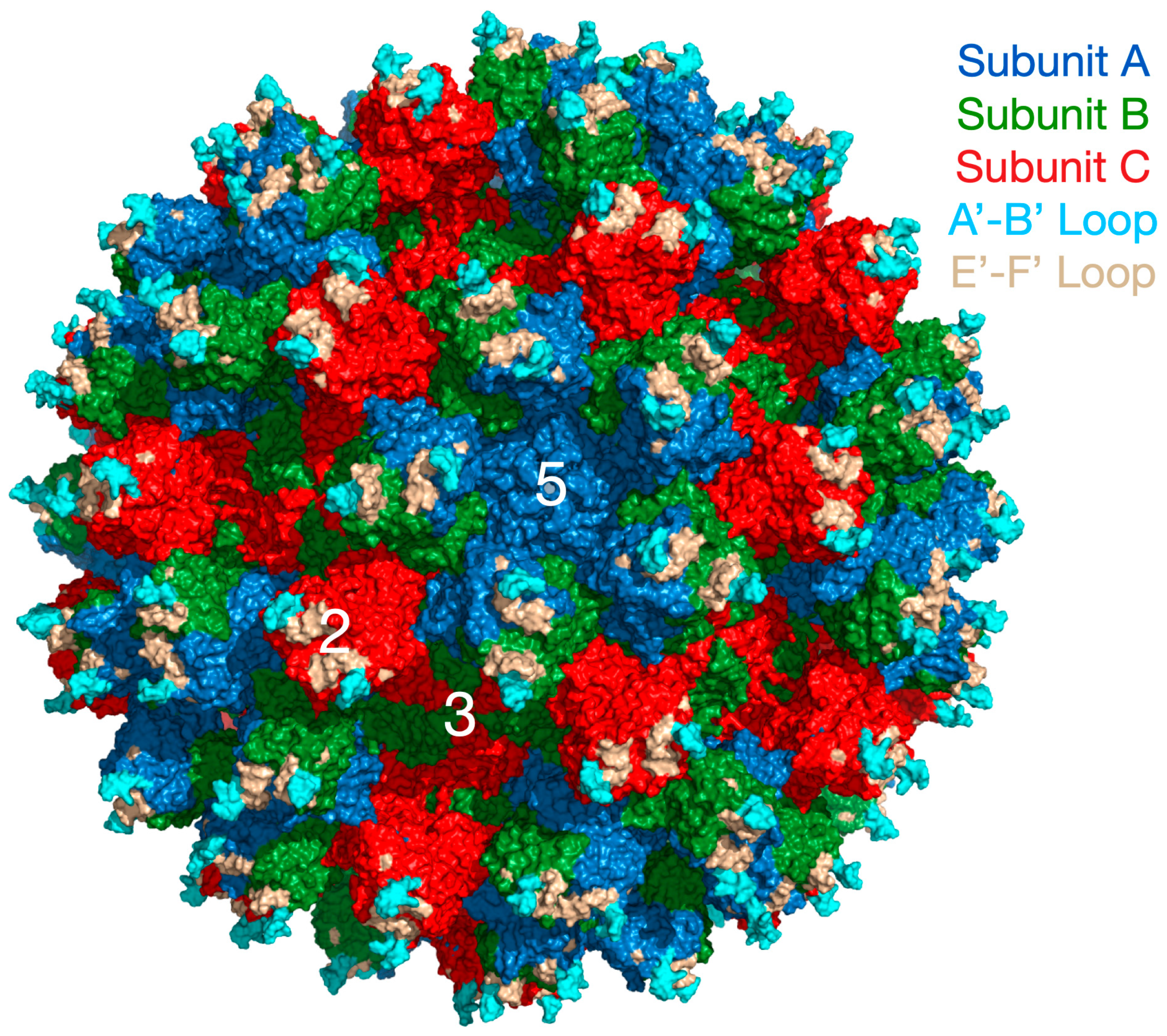Structures of pseudorabies virus capsids | Nature Communications