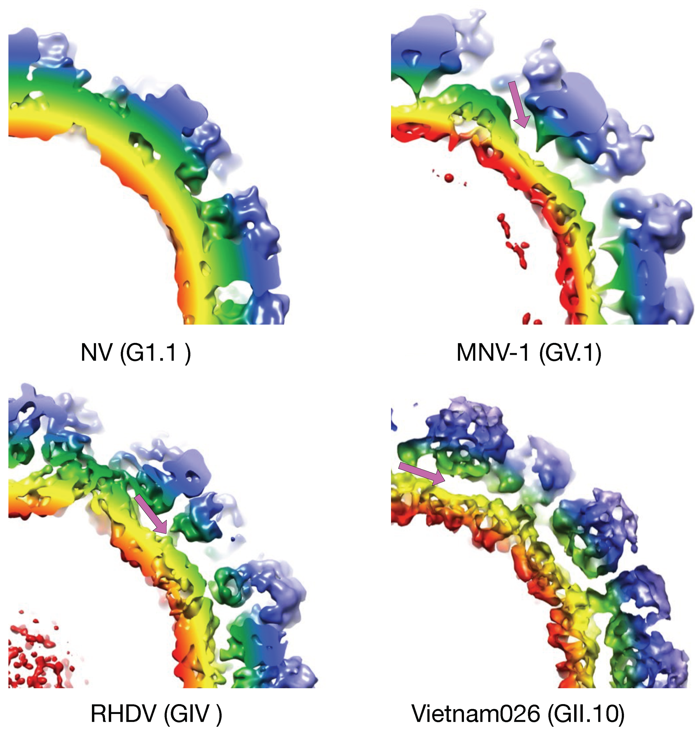 Viruses 11 00235 g002