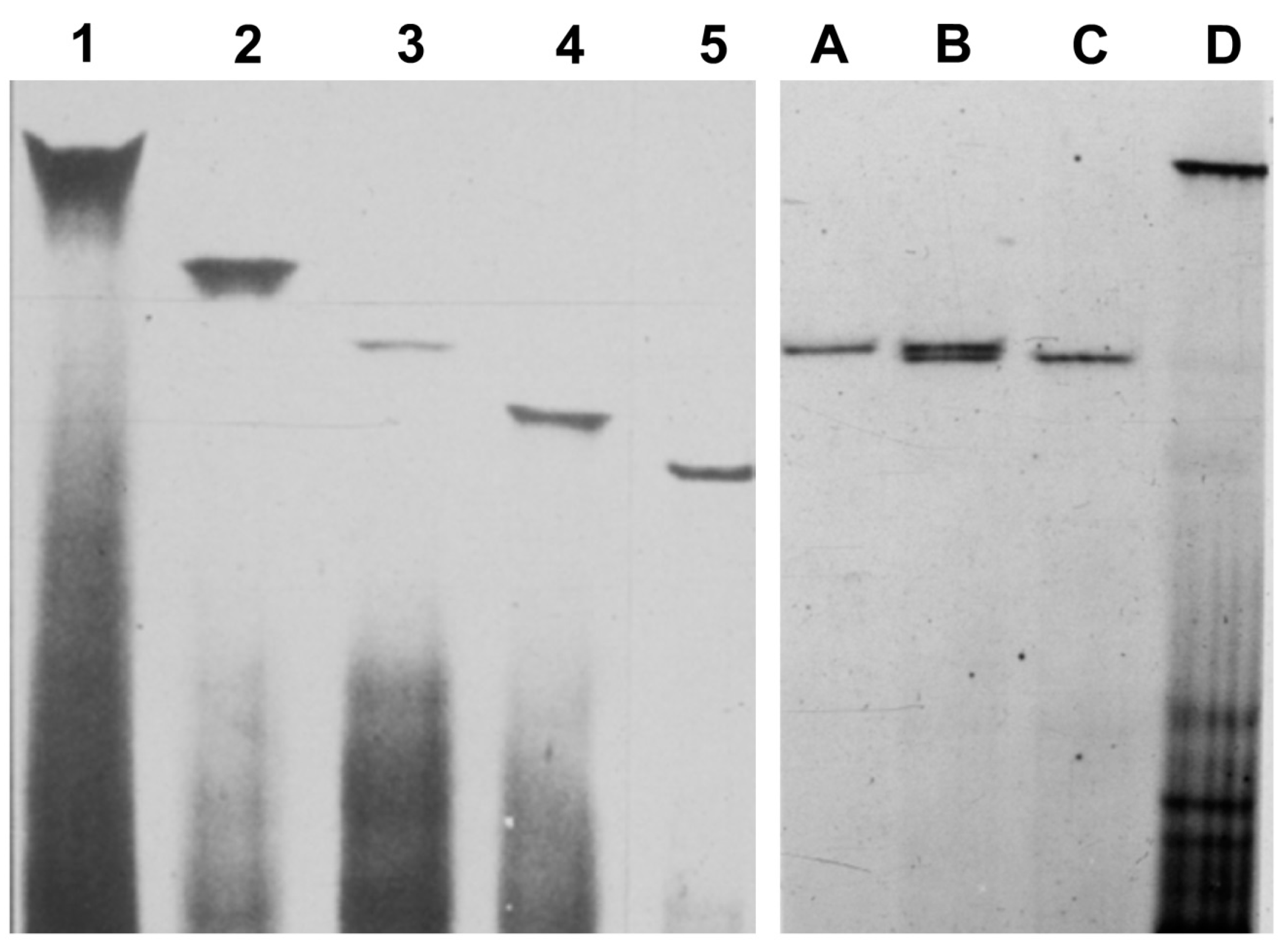 Viruses 11 00245 g003