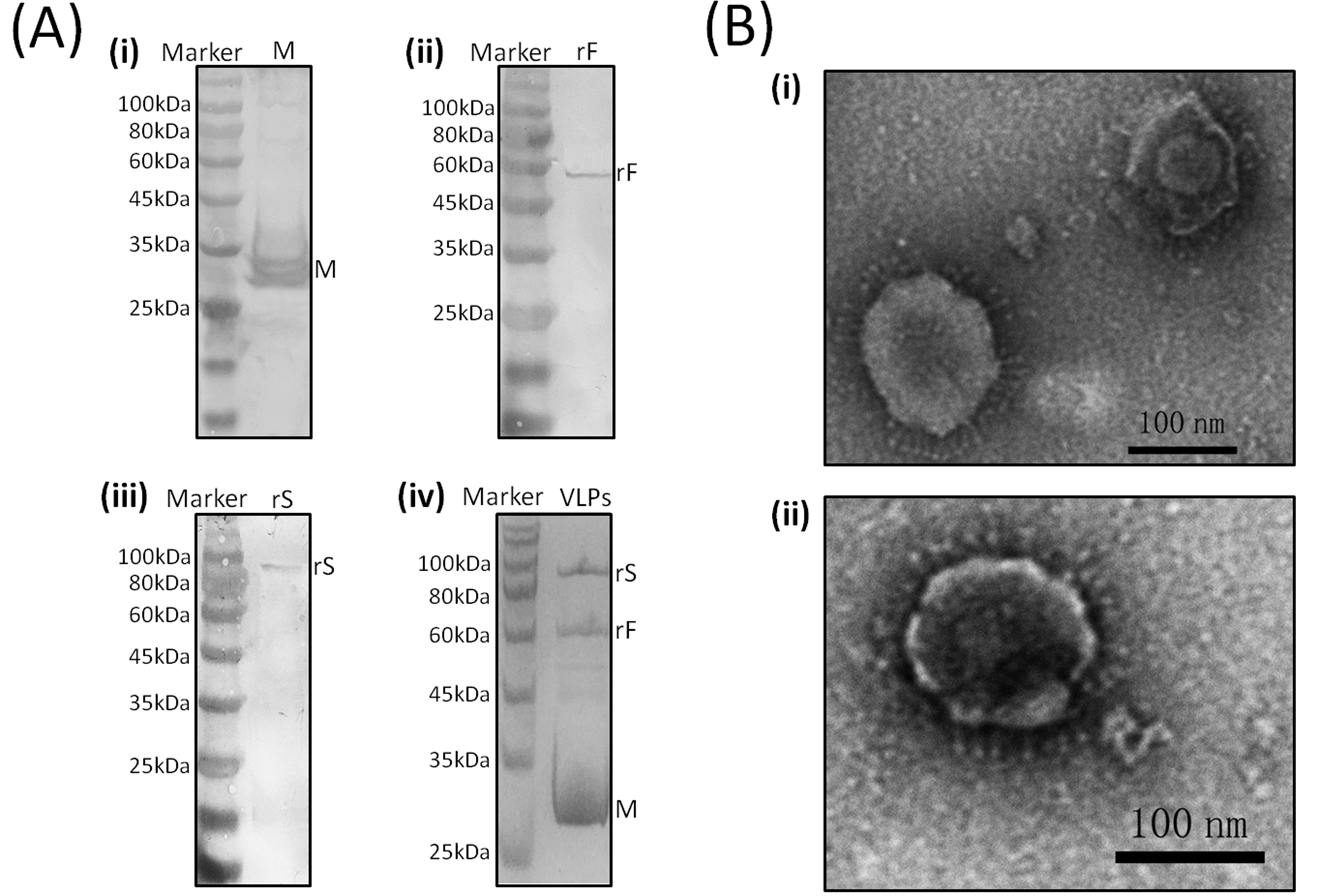 Viruses 11 00254 g002 Viruses 11 00254 g002