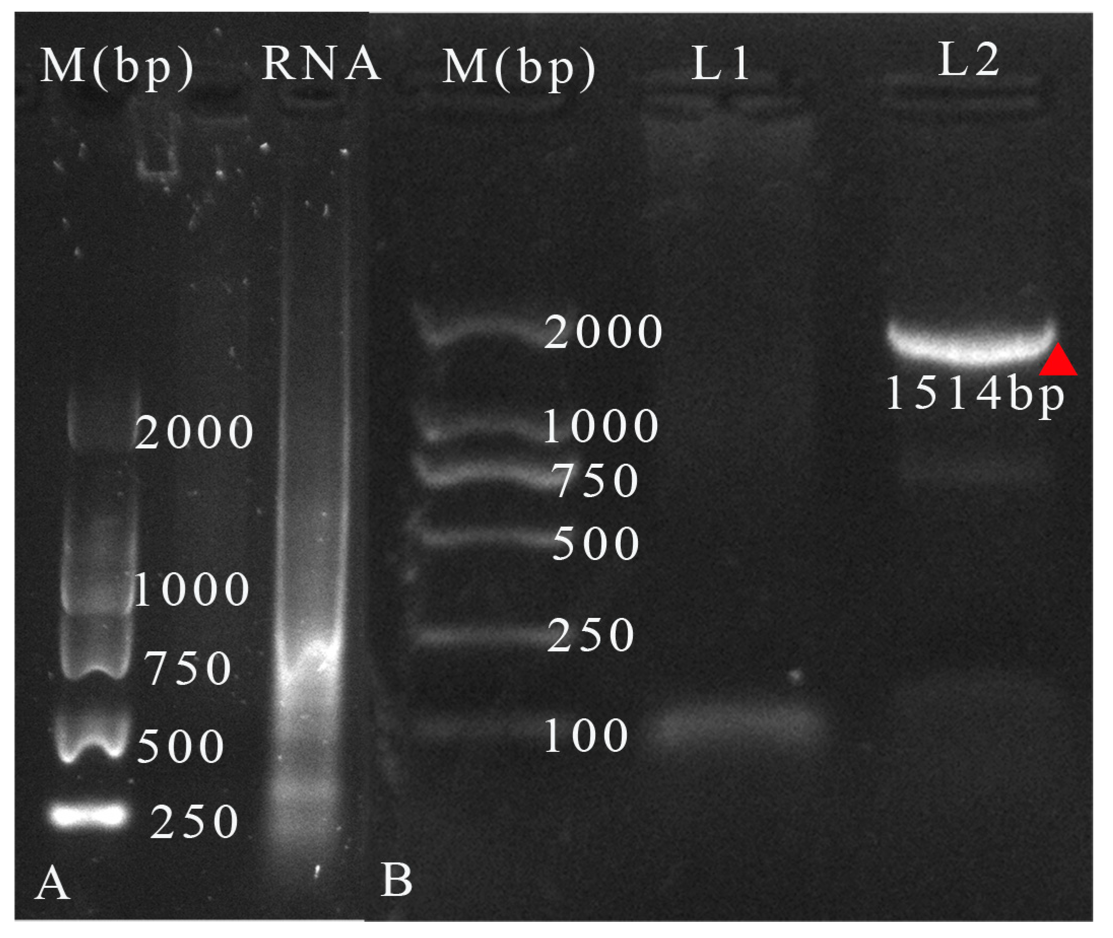 Viruses 11 00257 g002