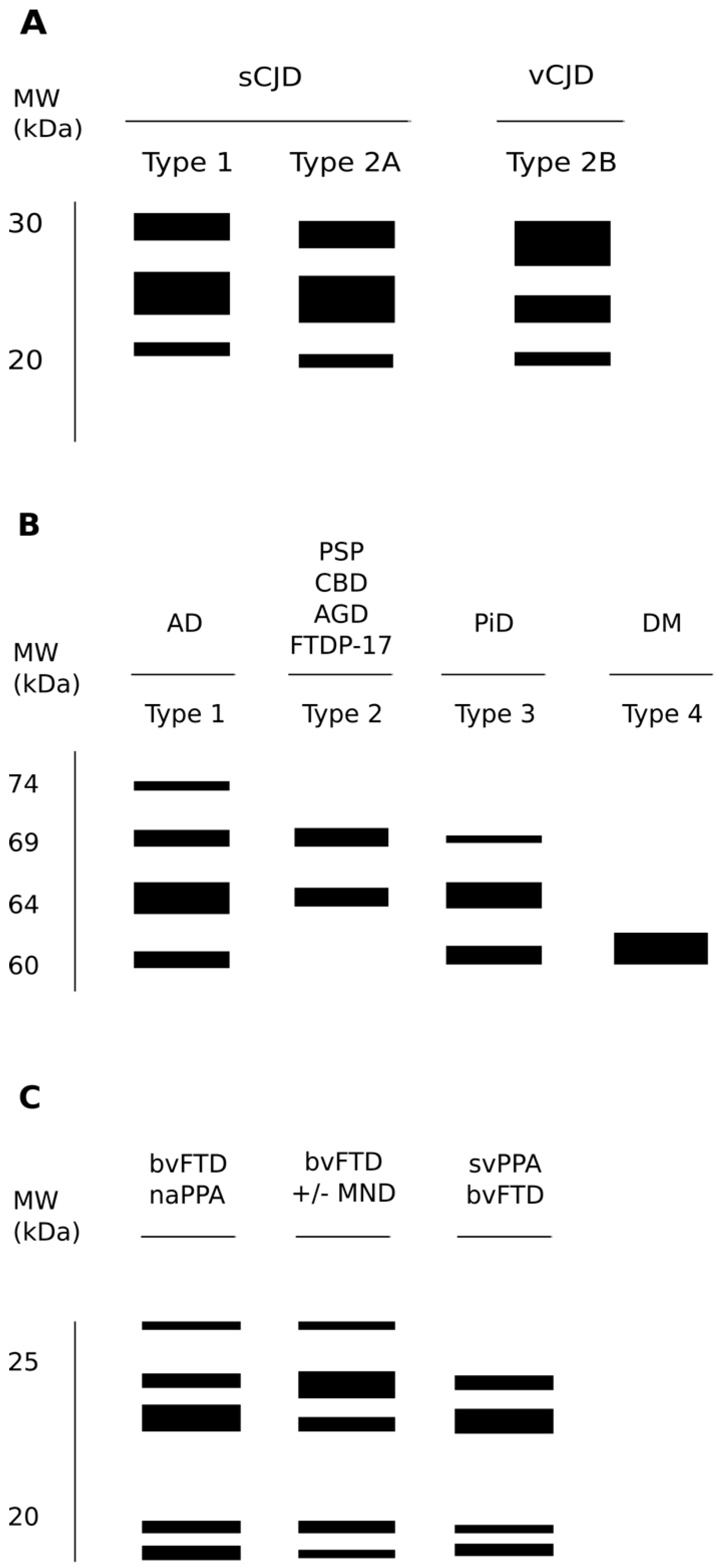 Prion and Prion-Like Protein Strains: Deciphering the Prion and Prion-Like Protein Strains: Deciphering the