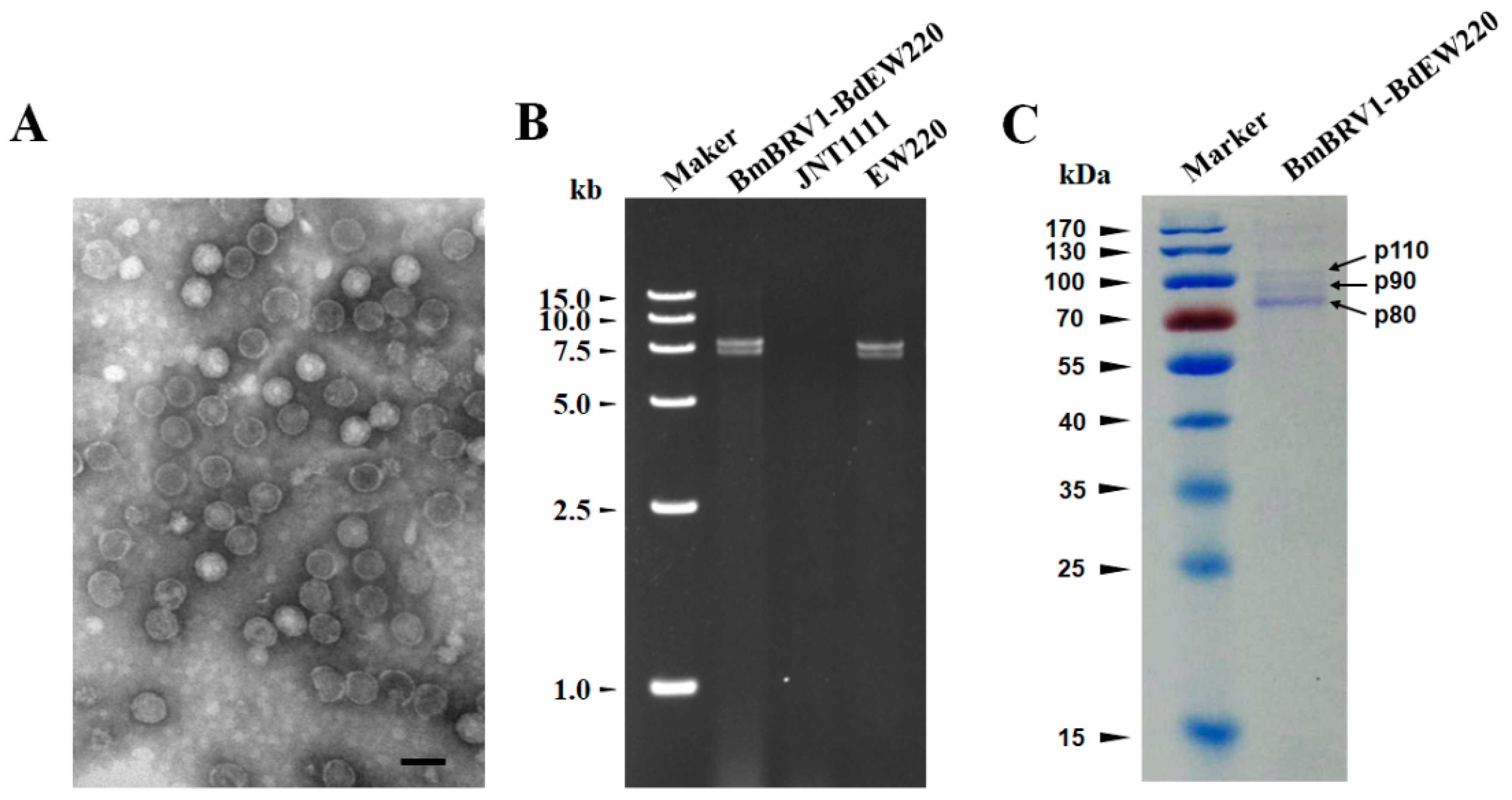 Viruses 11 00266 g005