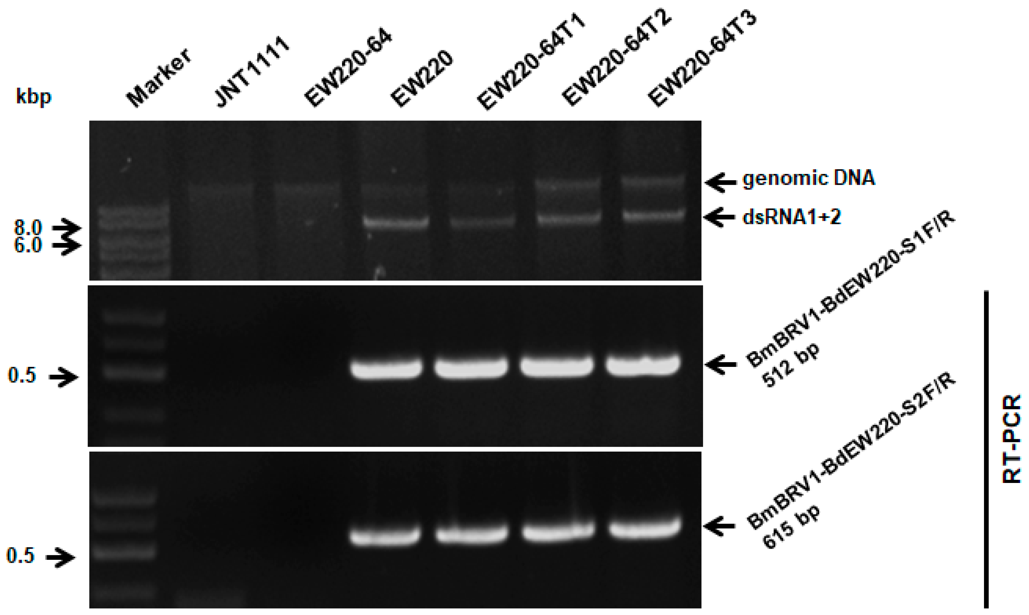 Viruses 11 00266 g006