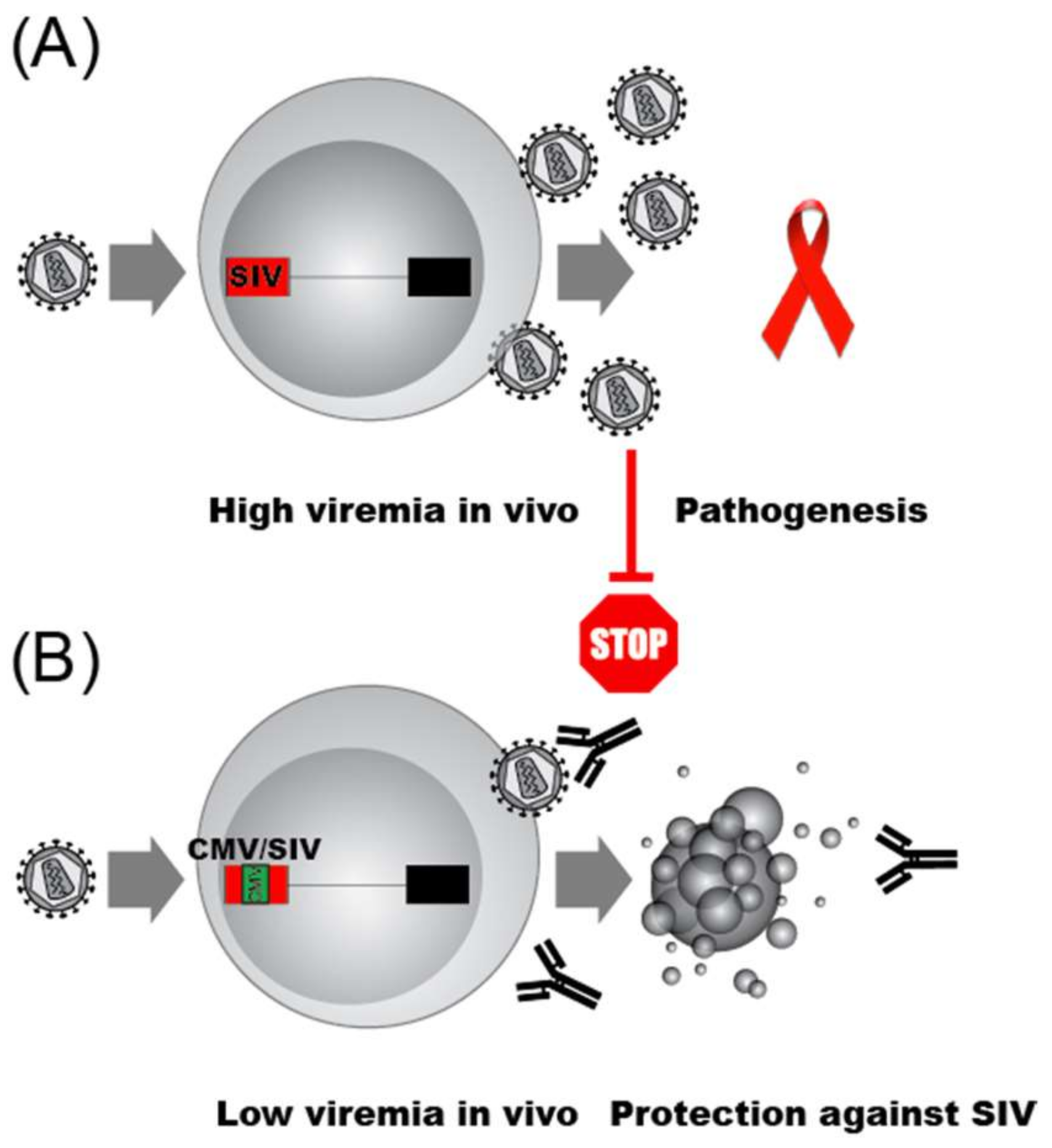 Viruses 11 00269 g004