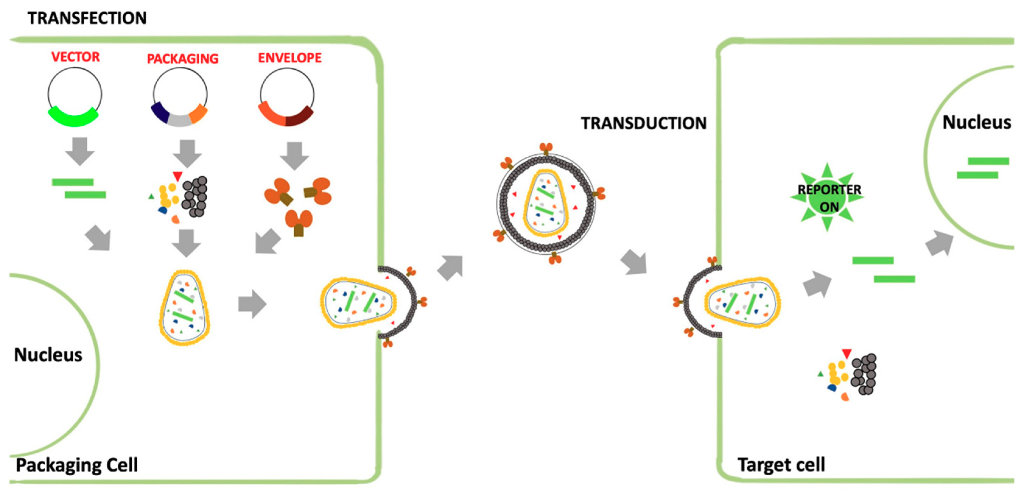 Viruses 11 00274 g003