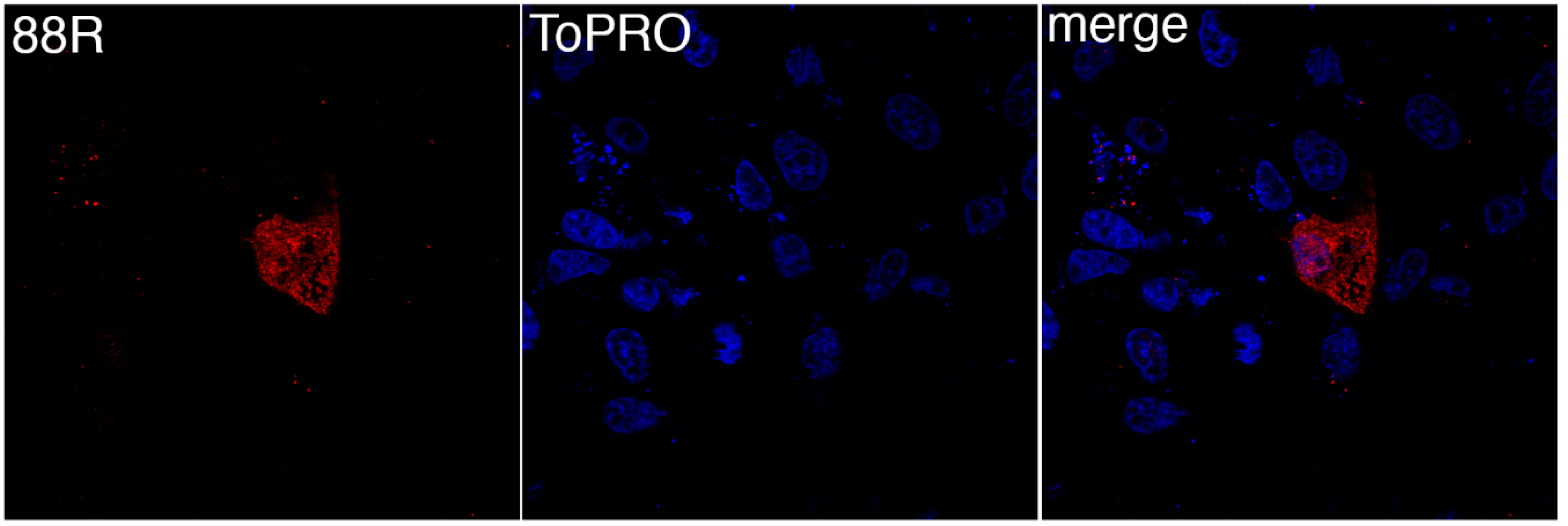 Viruses 11 00276 g001 Viruses 11 00276 g001