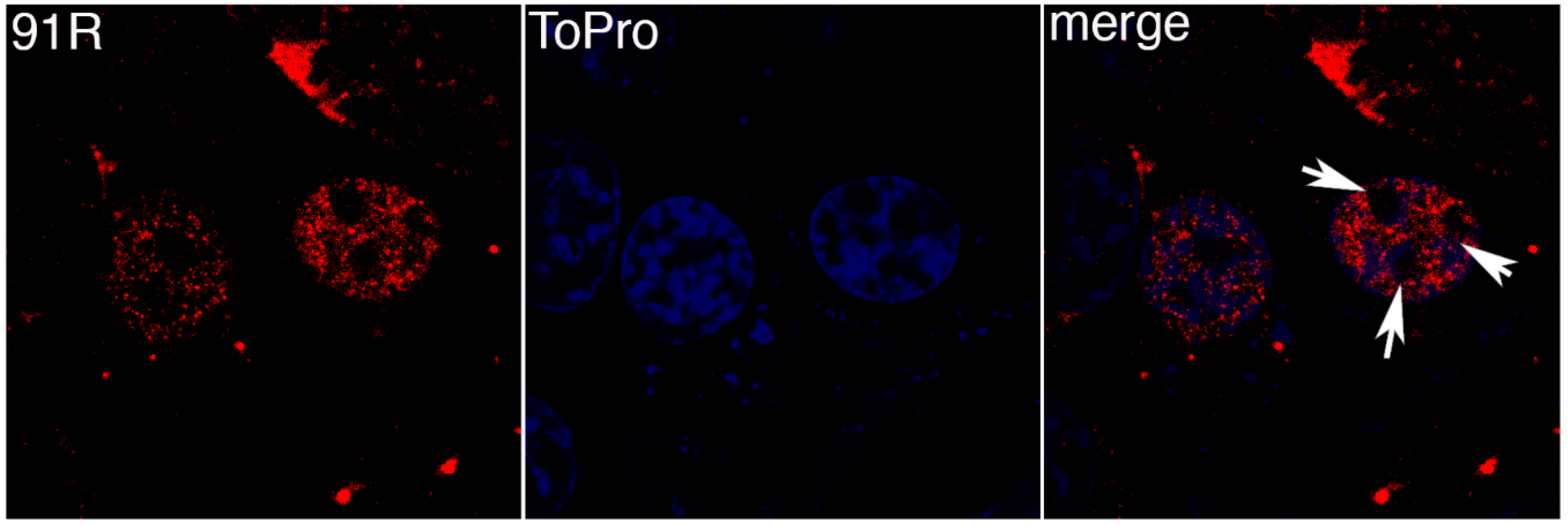 Viruses 11 00276 g002 Viruses 11 00276 g002