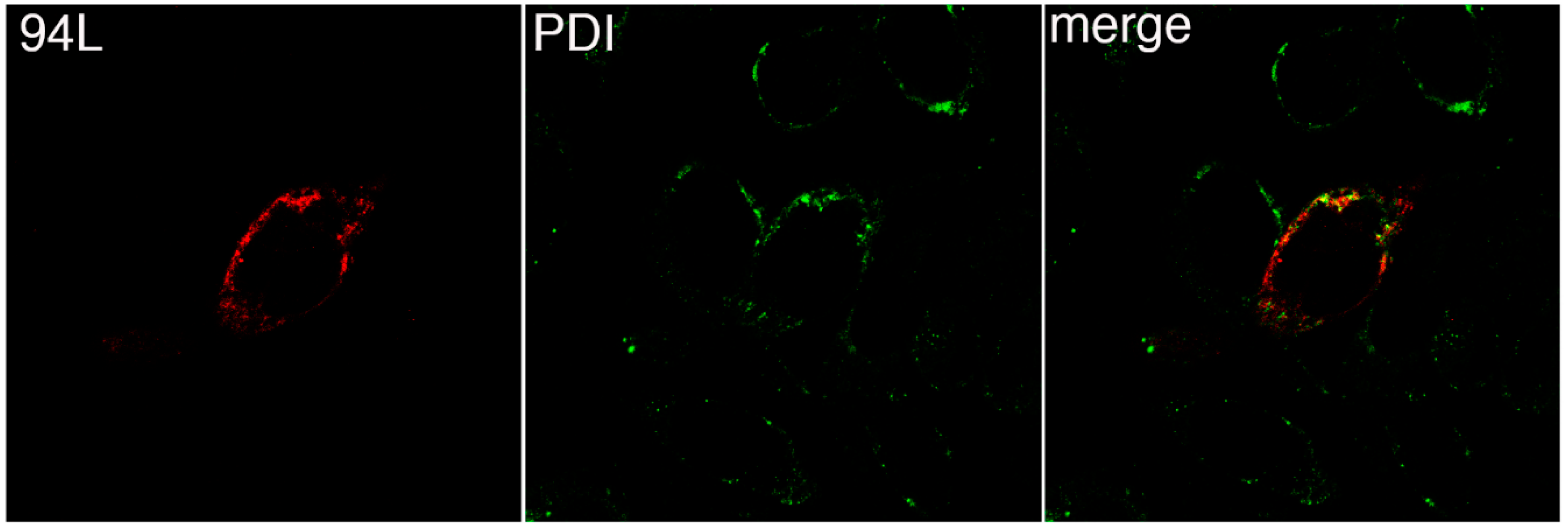 Viruses 11 00276 g003 Viruses 11 00276 g003