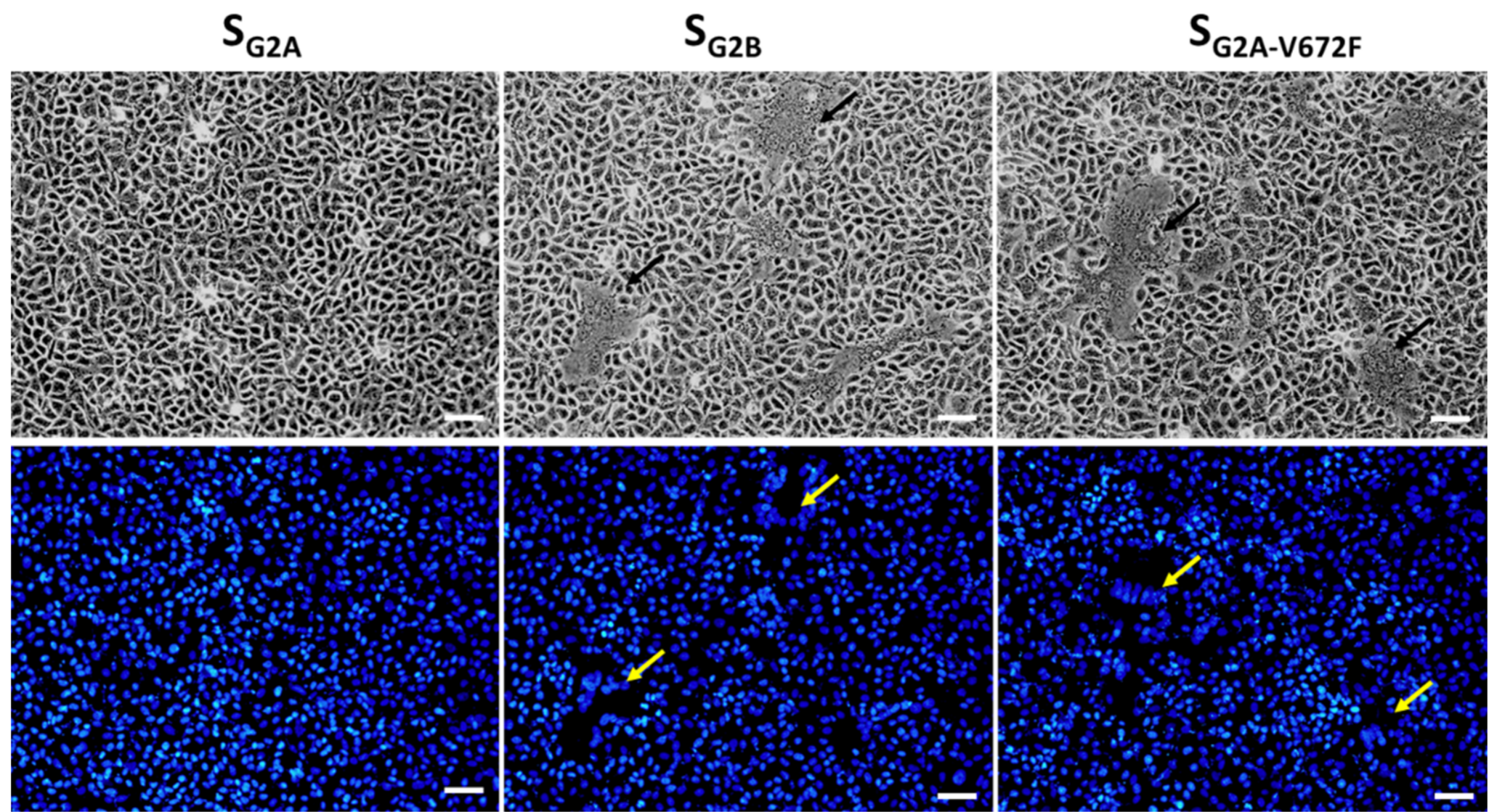 Viruses 11 00282 g006