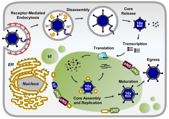 Viruses Free Full Text Function Architecture And Biogenesis Of Reovirus Replication Neoorganelles Viruses Free Full Text Function Architecture And Biogenesis Of Reovirus Replication Neoorganelles