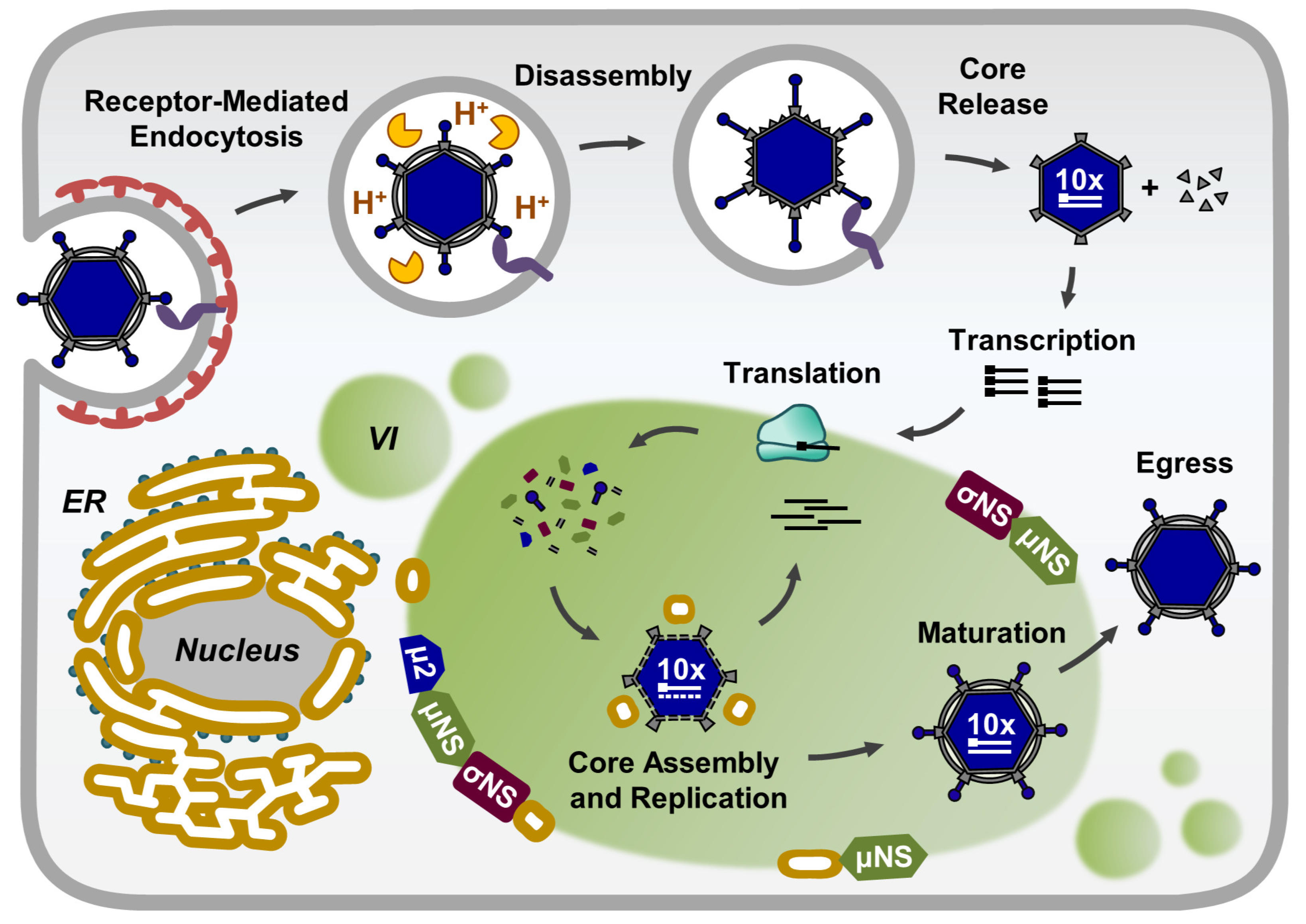 Viruses Free Full Text Function Architecture And Biogenesis Of Reovirus Replication Neoorganelles Html Viruses Free Full Text Function Architecture And Biogenesis Of Reovirus Replication Neoorganelles Html