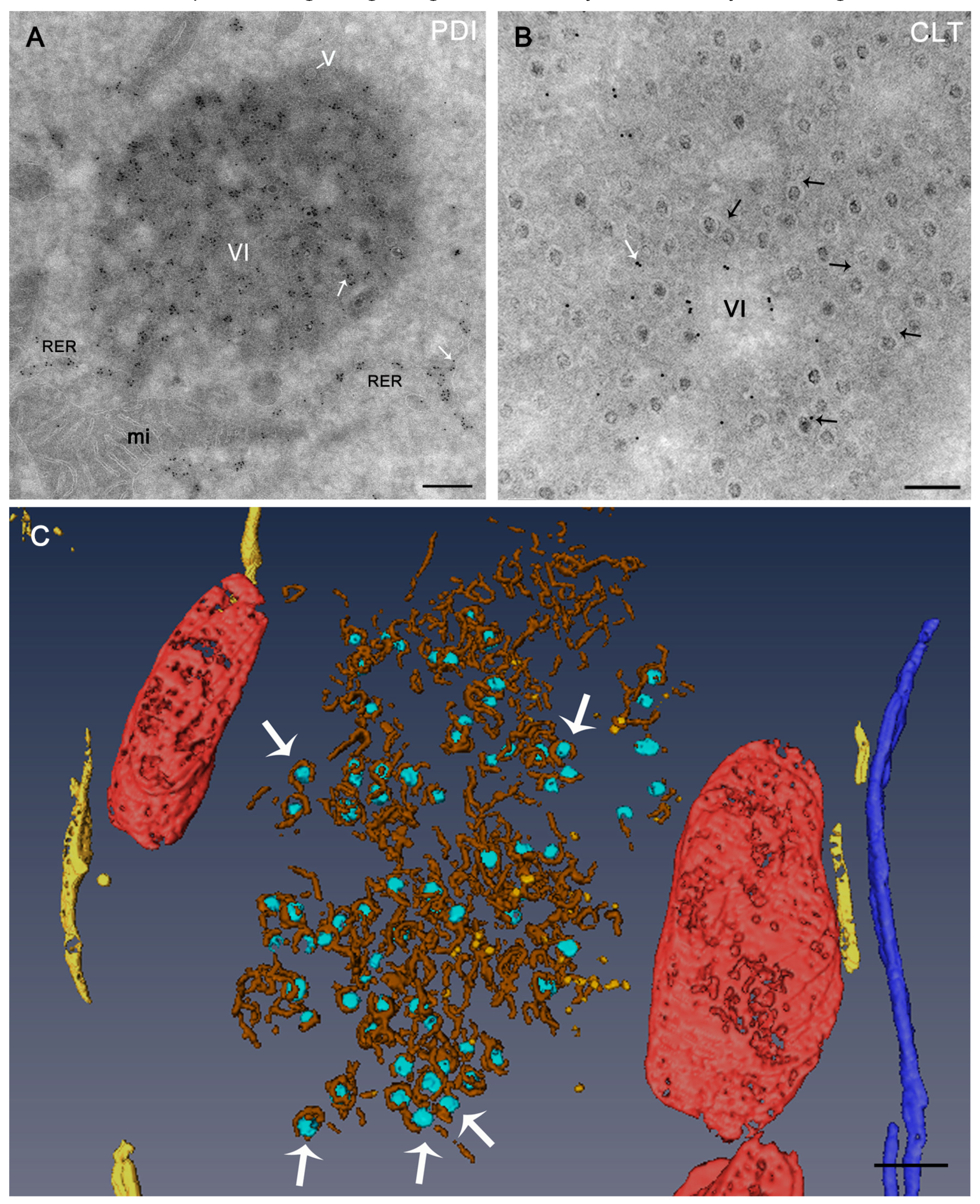 Viruses 11 00288 g003