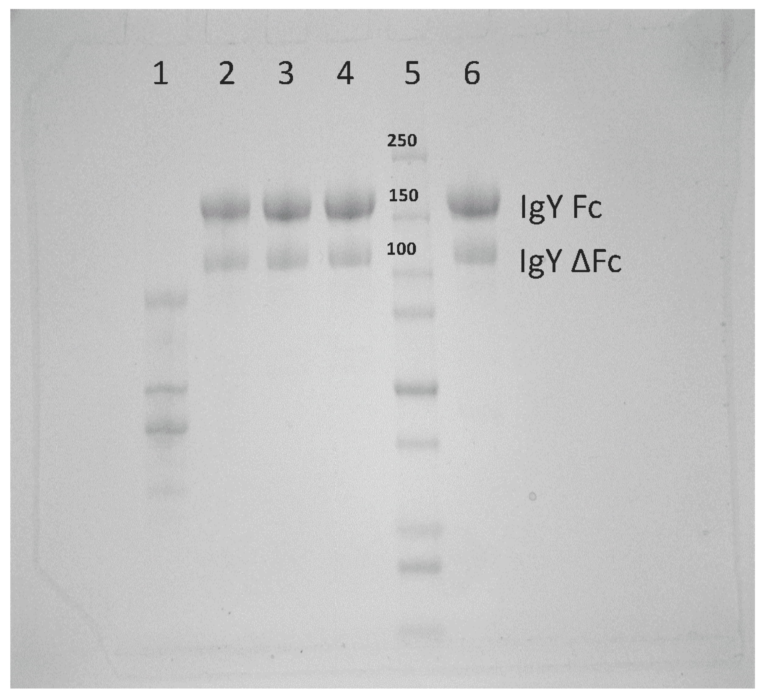 Viruses 11 00301 g001