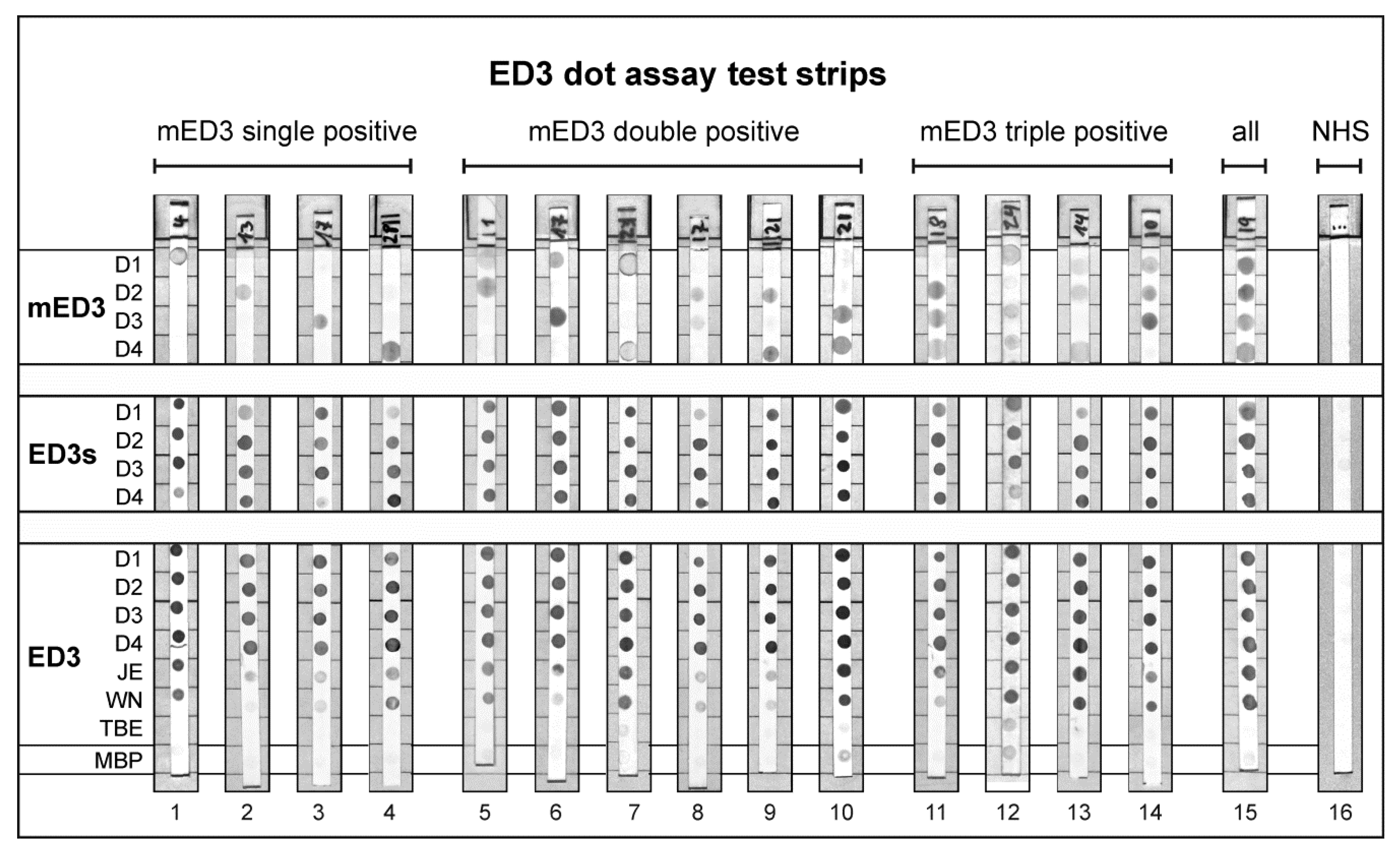 Viruses 11 00304 g004