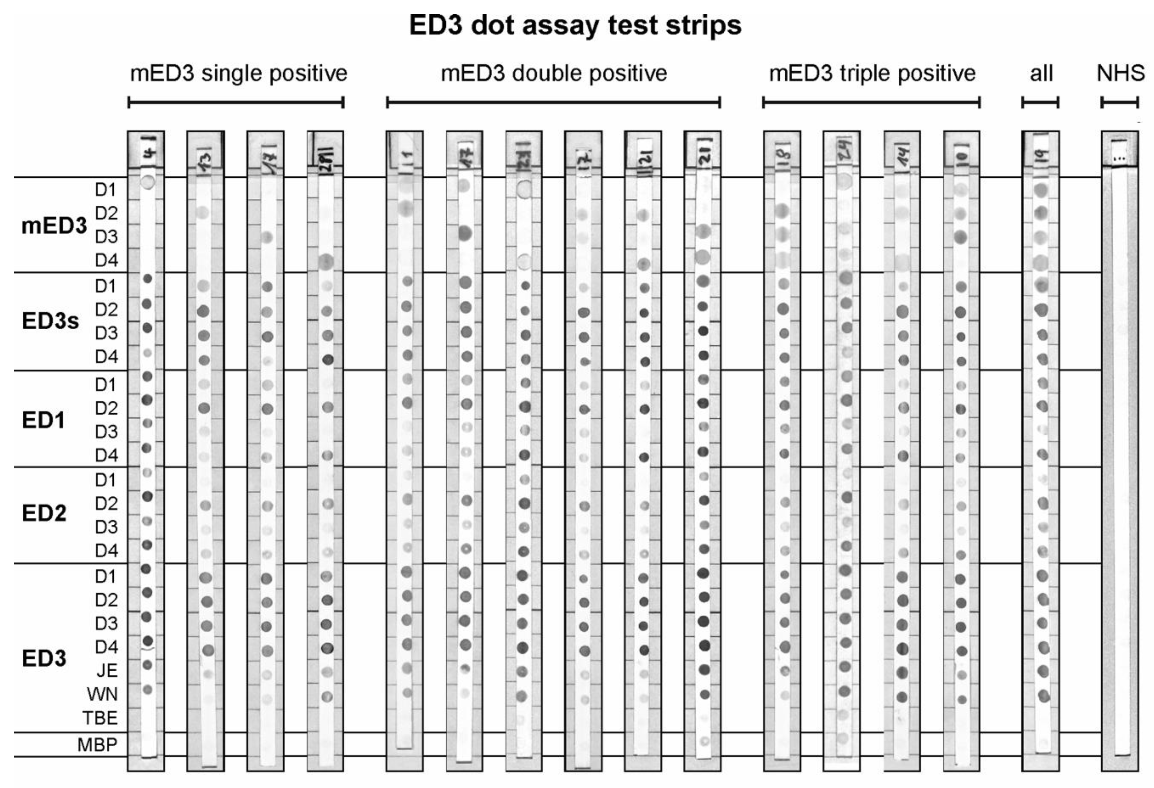 31 edthird grade james test questions