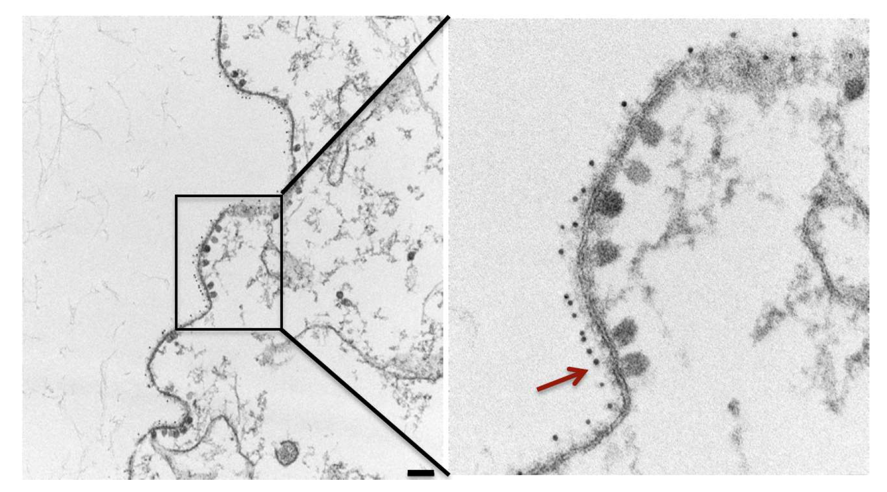 Viruses 11 00305 g004