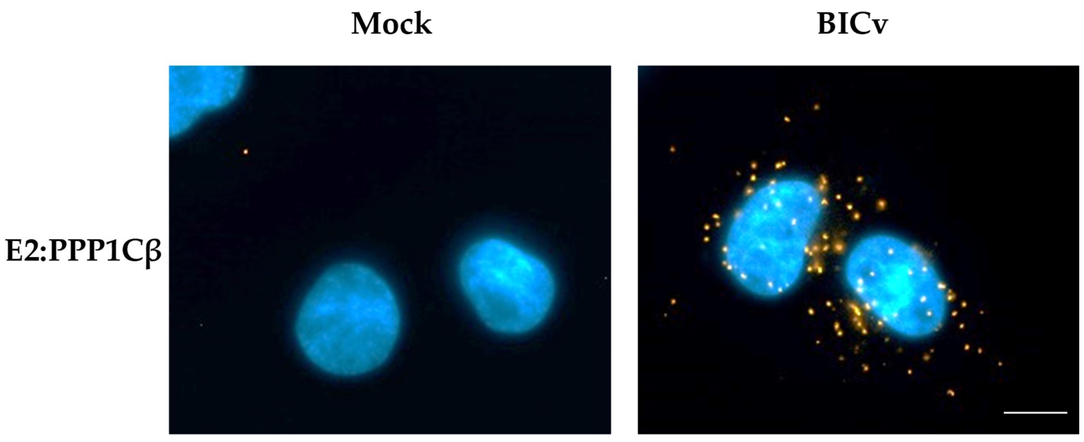 Viruses 11 00307 g002