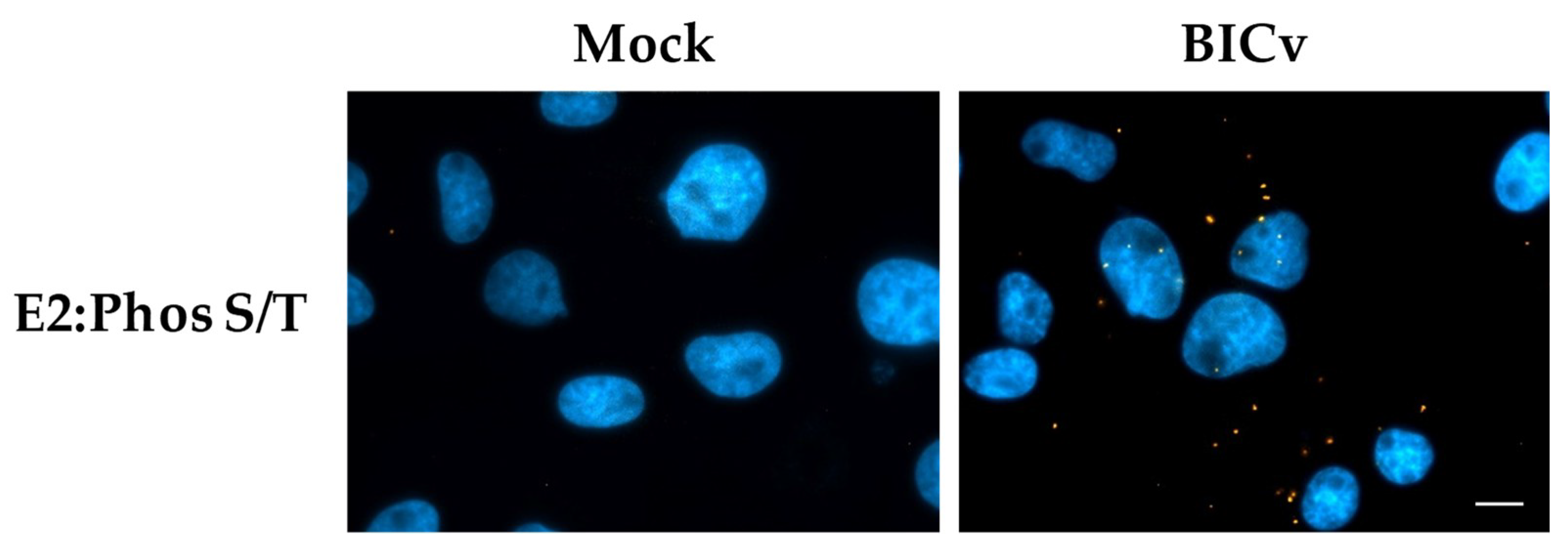 Viruses 11 00307 g004