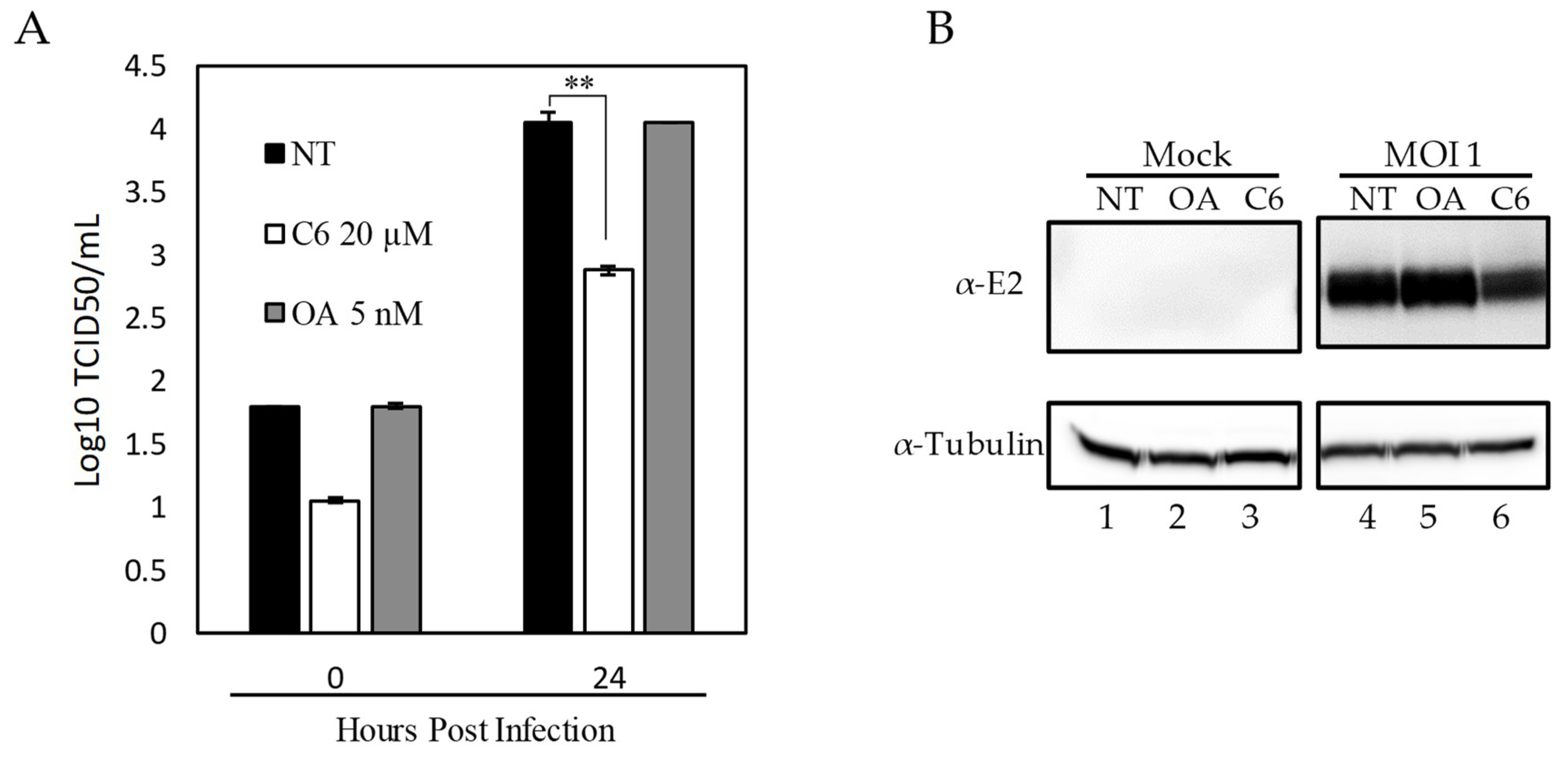 Viruses 11 00307 g005