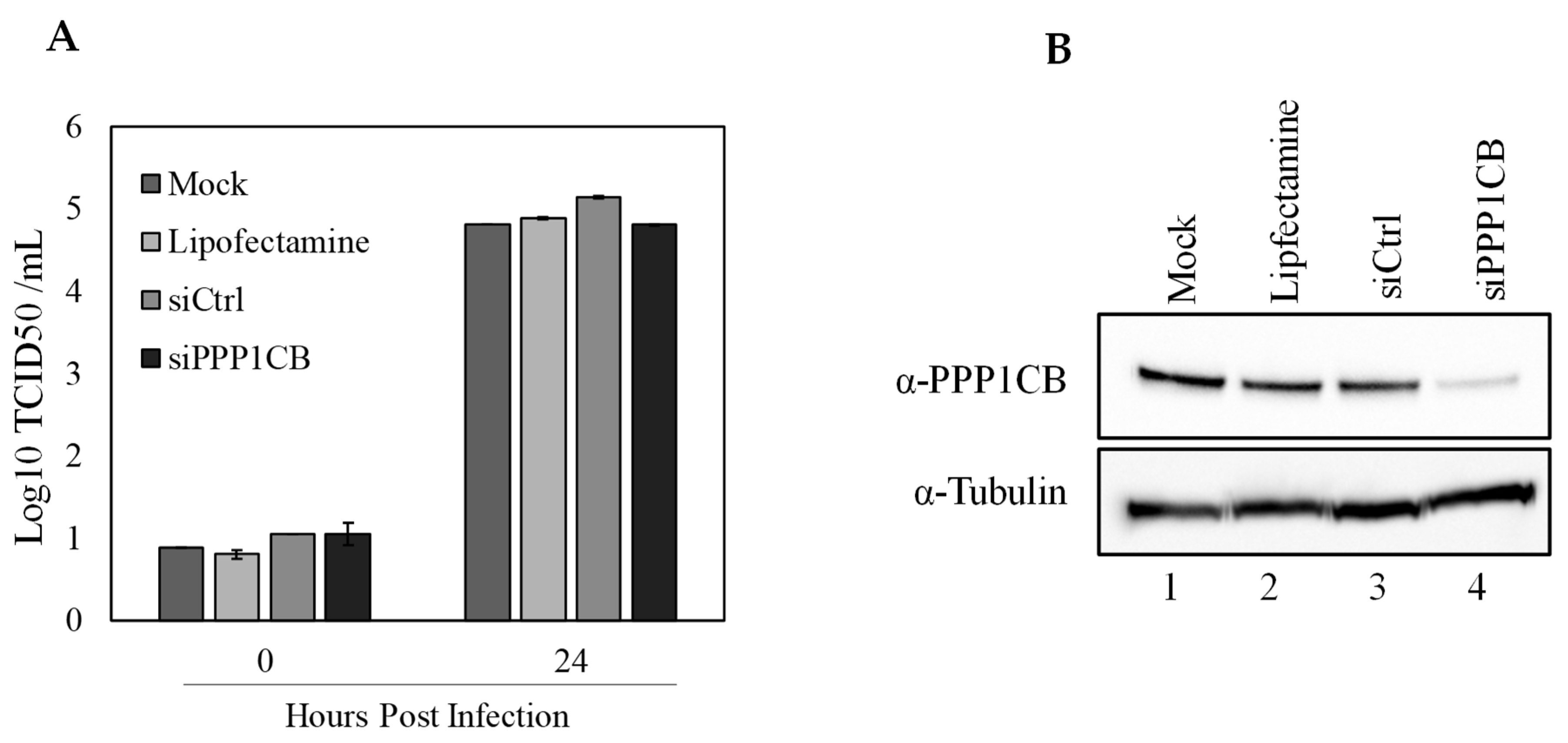 Viruses 11 00307 g006