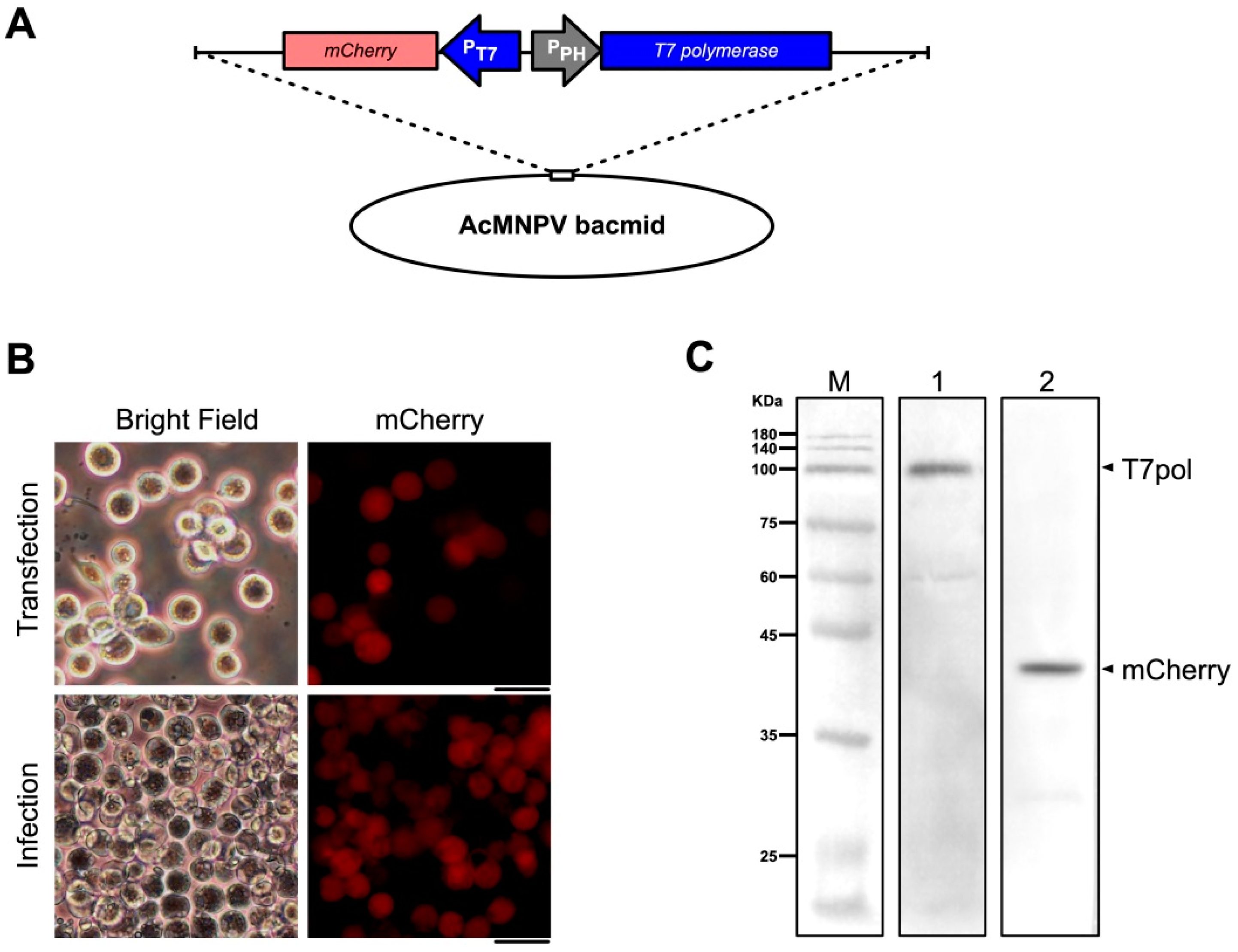 Viruses 11 00314 g001