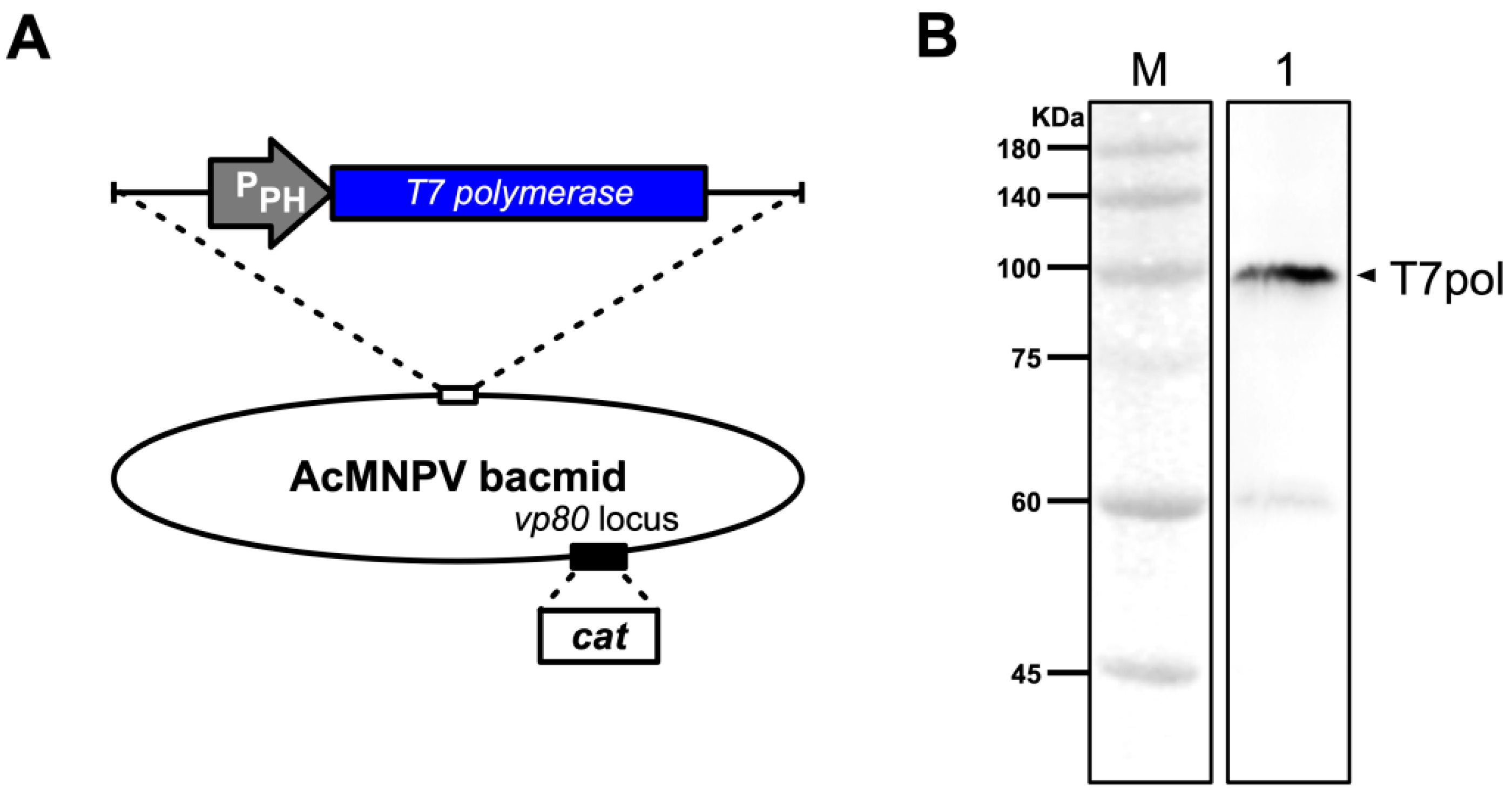 Viruses 11 00314 g002