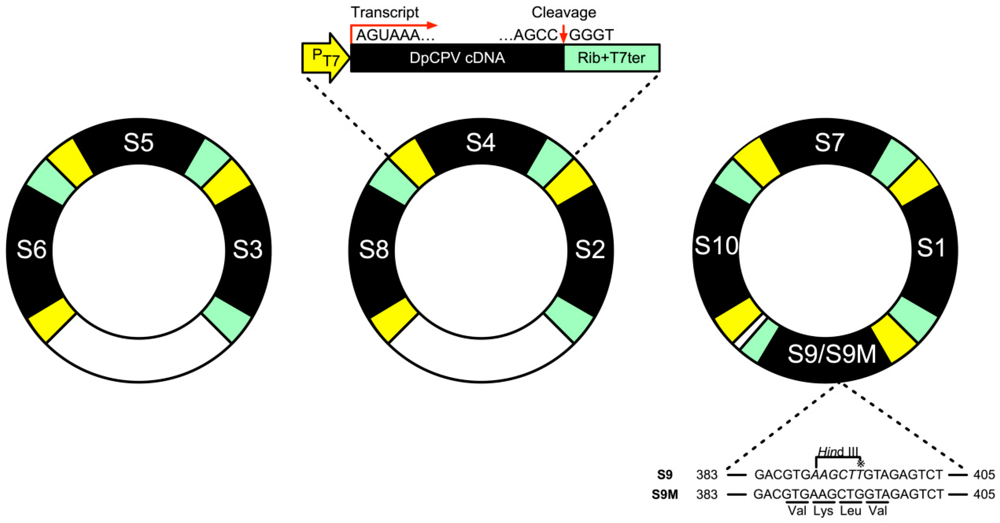 Viruses 11 00314 g003