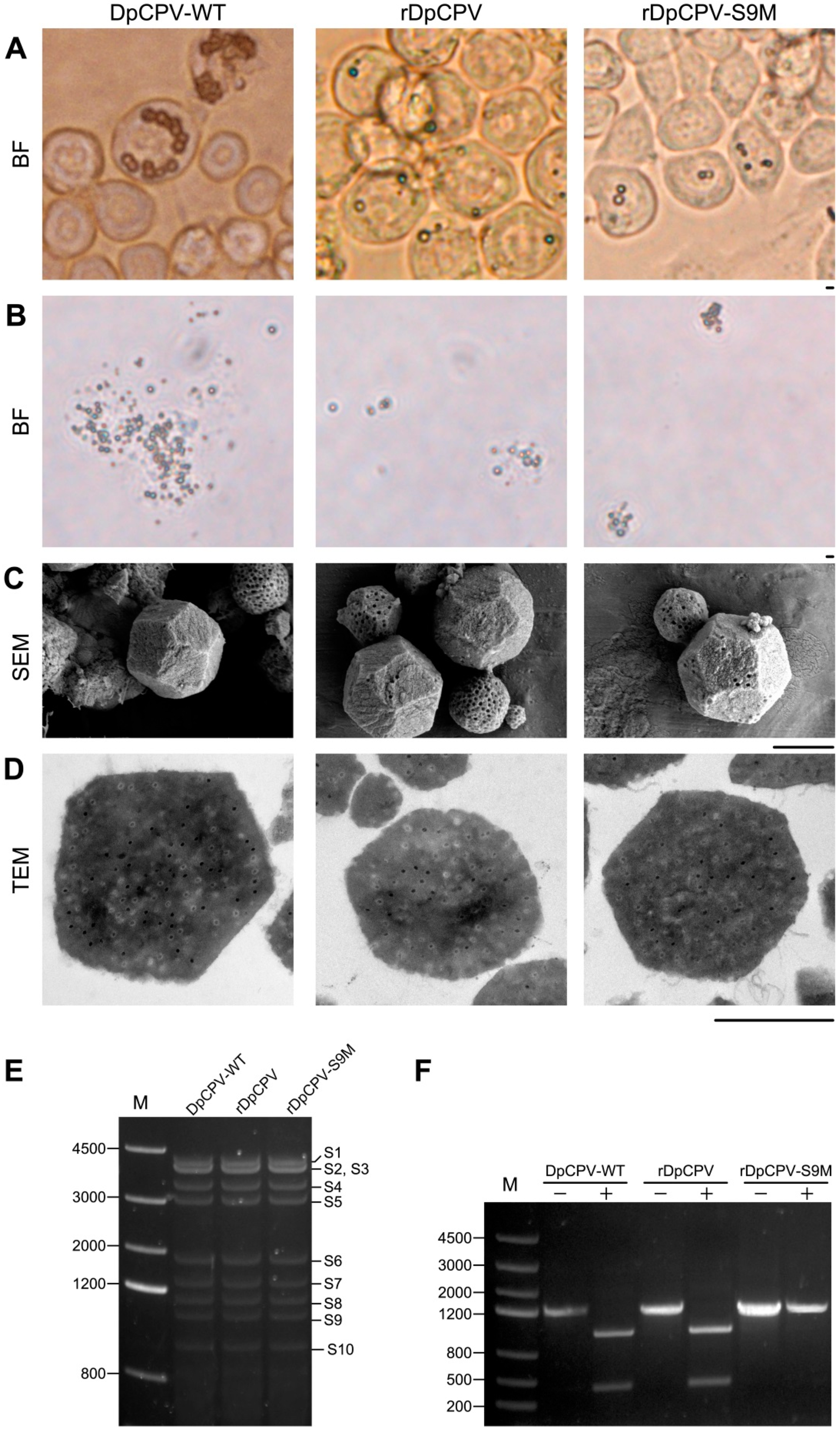 Viruses 11 00314 g004