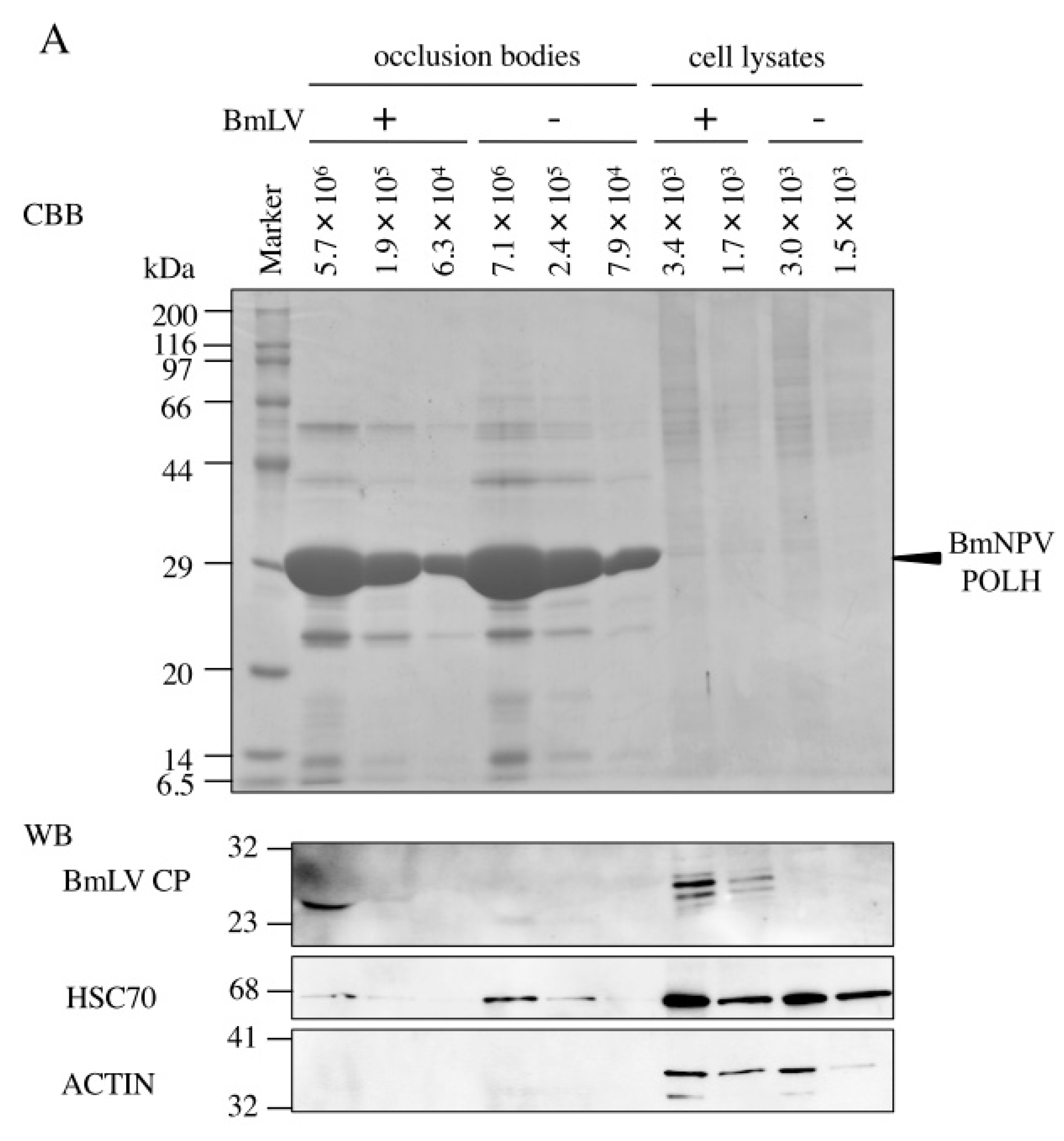 Viruses 11 00316 g003a