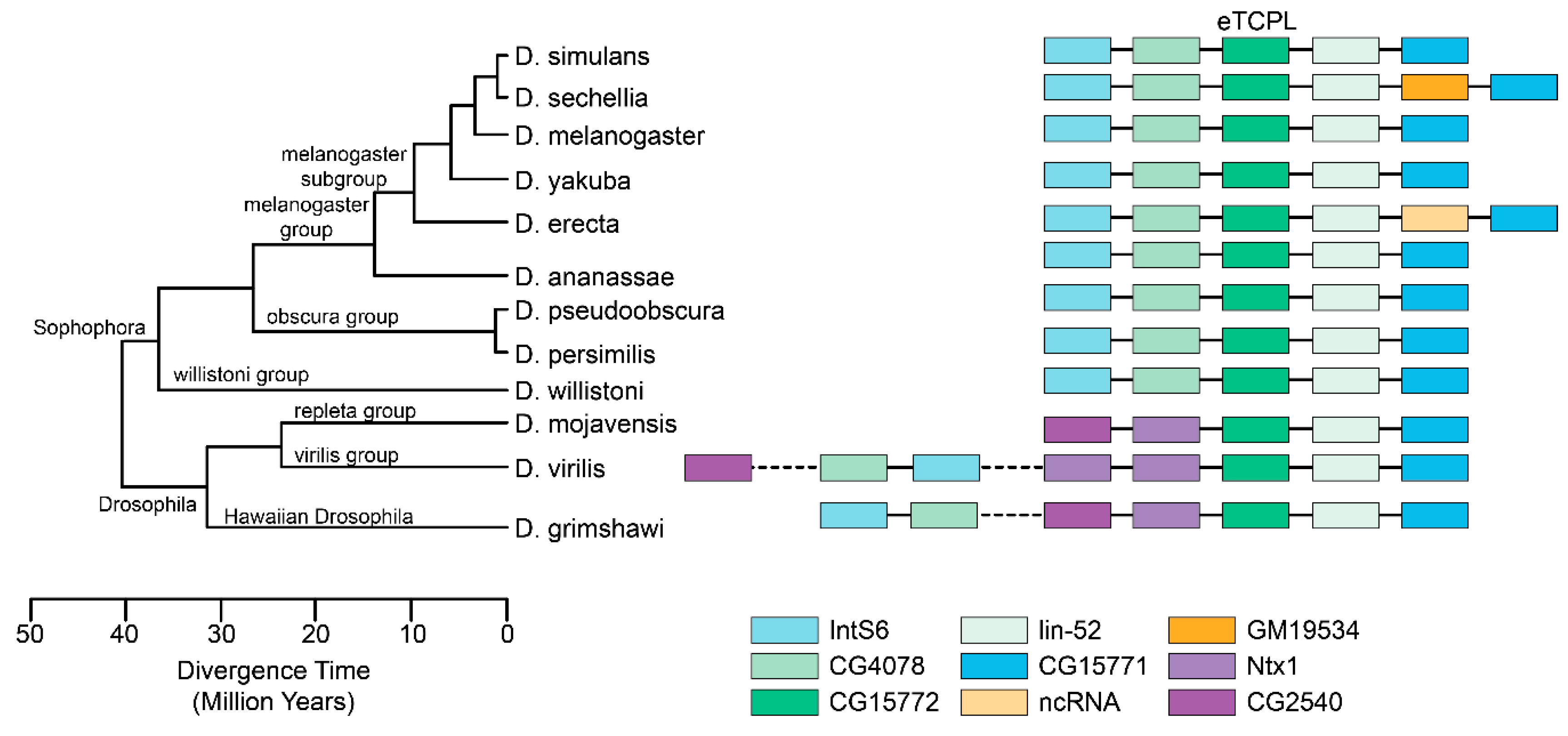 Viruses 11 00320 g004