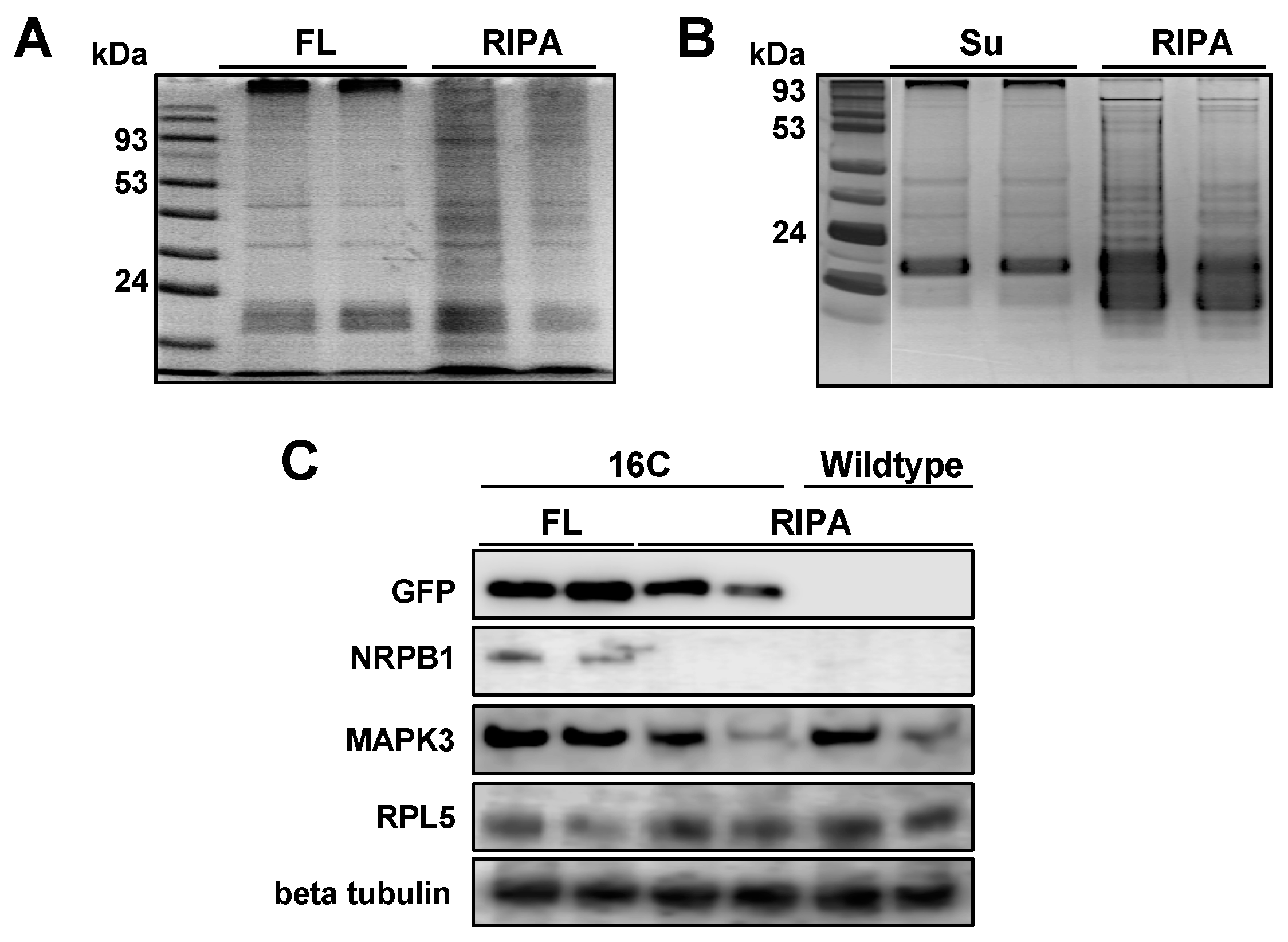 Viruses 11 00324 g001
