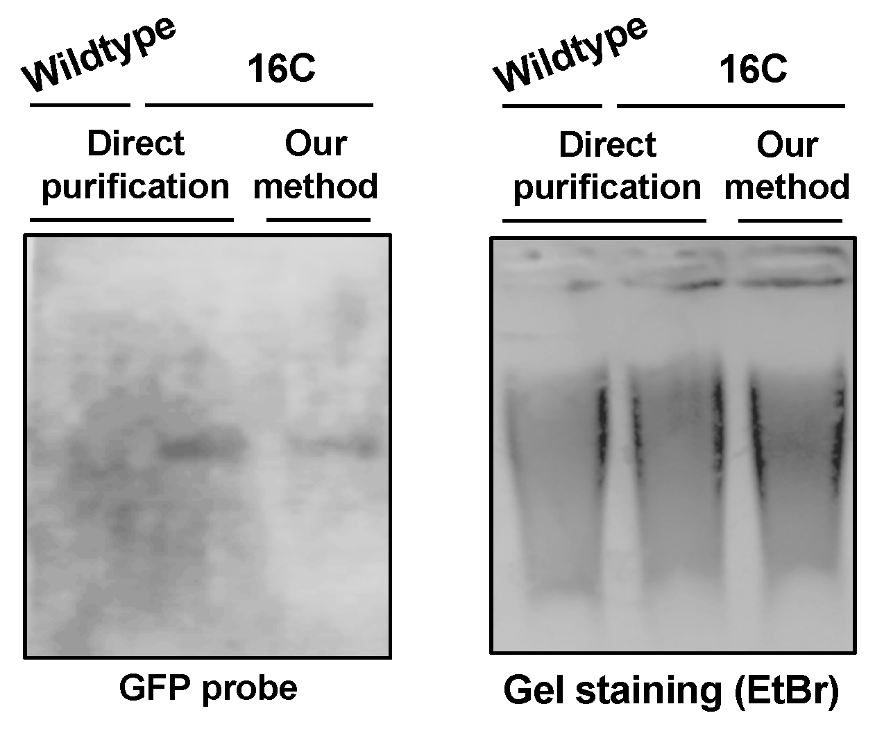 Viruses 11 00324 g002