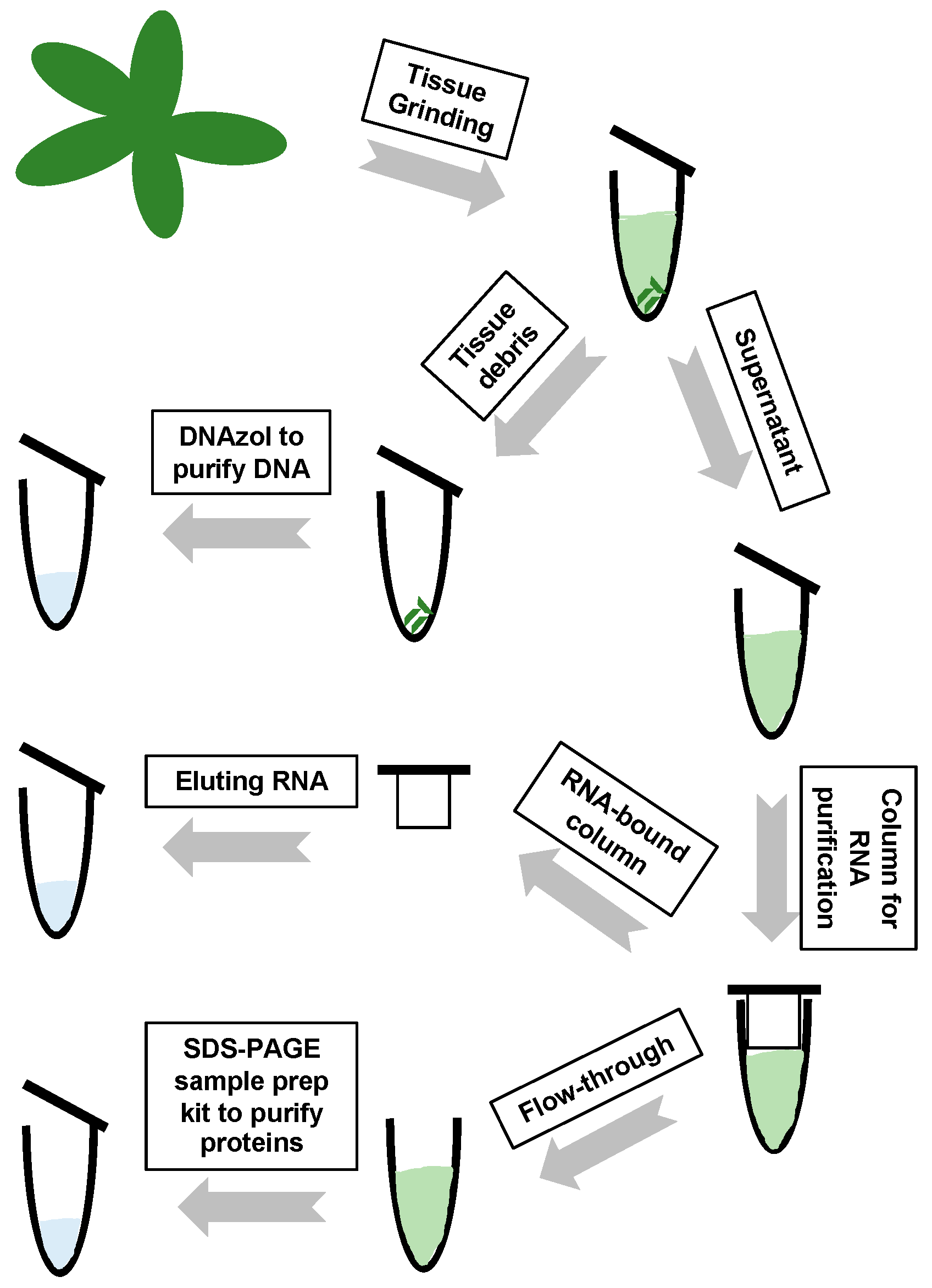 Protein Purification Process Flow Chart