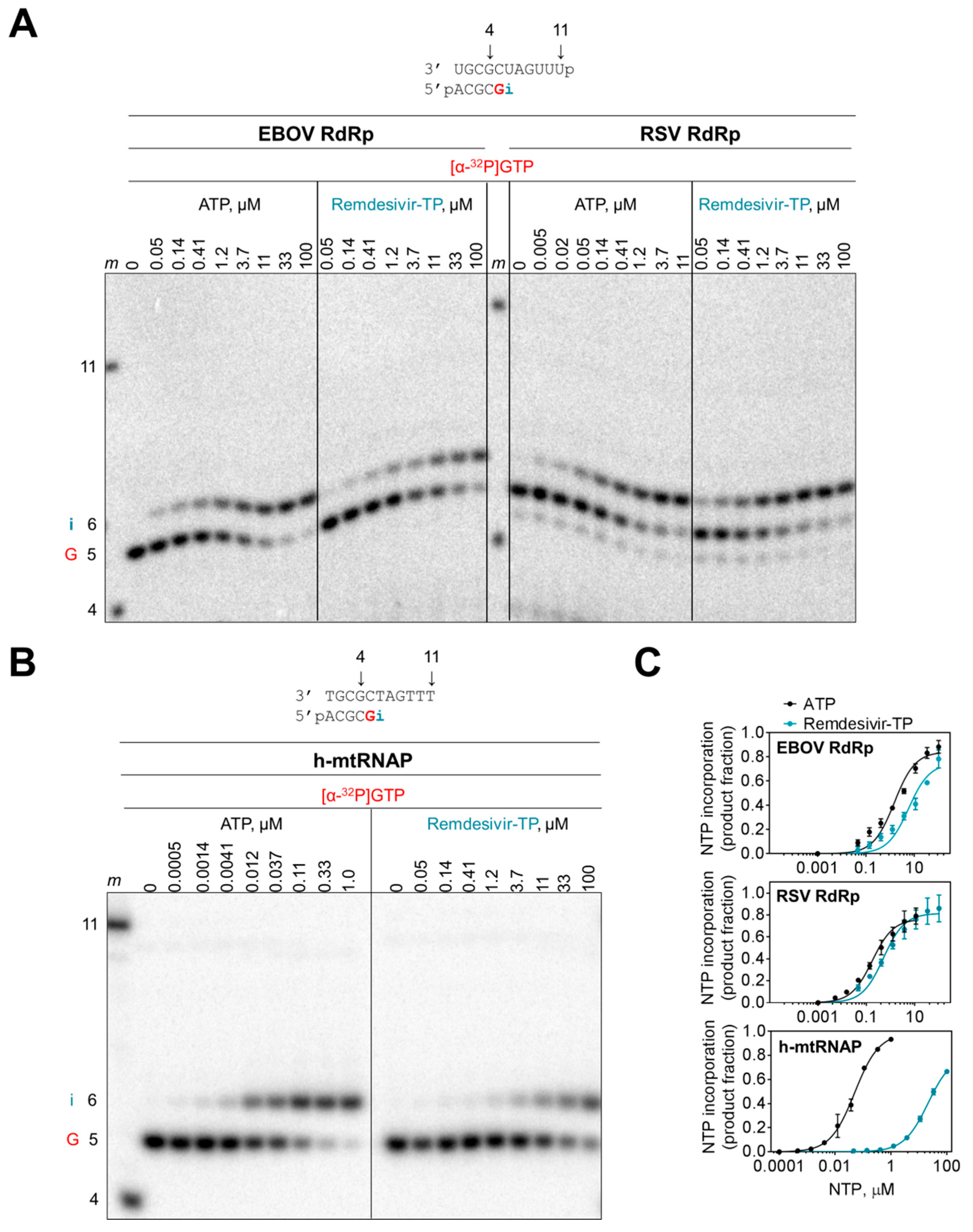Viruses 11 00326 g003 Viruses 11 00326 g003