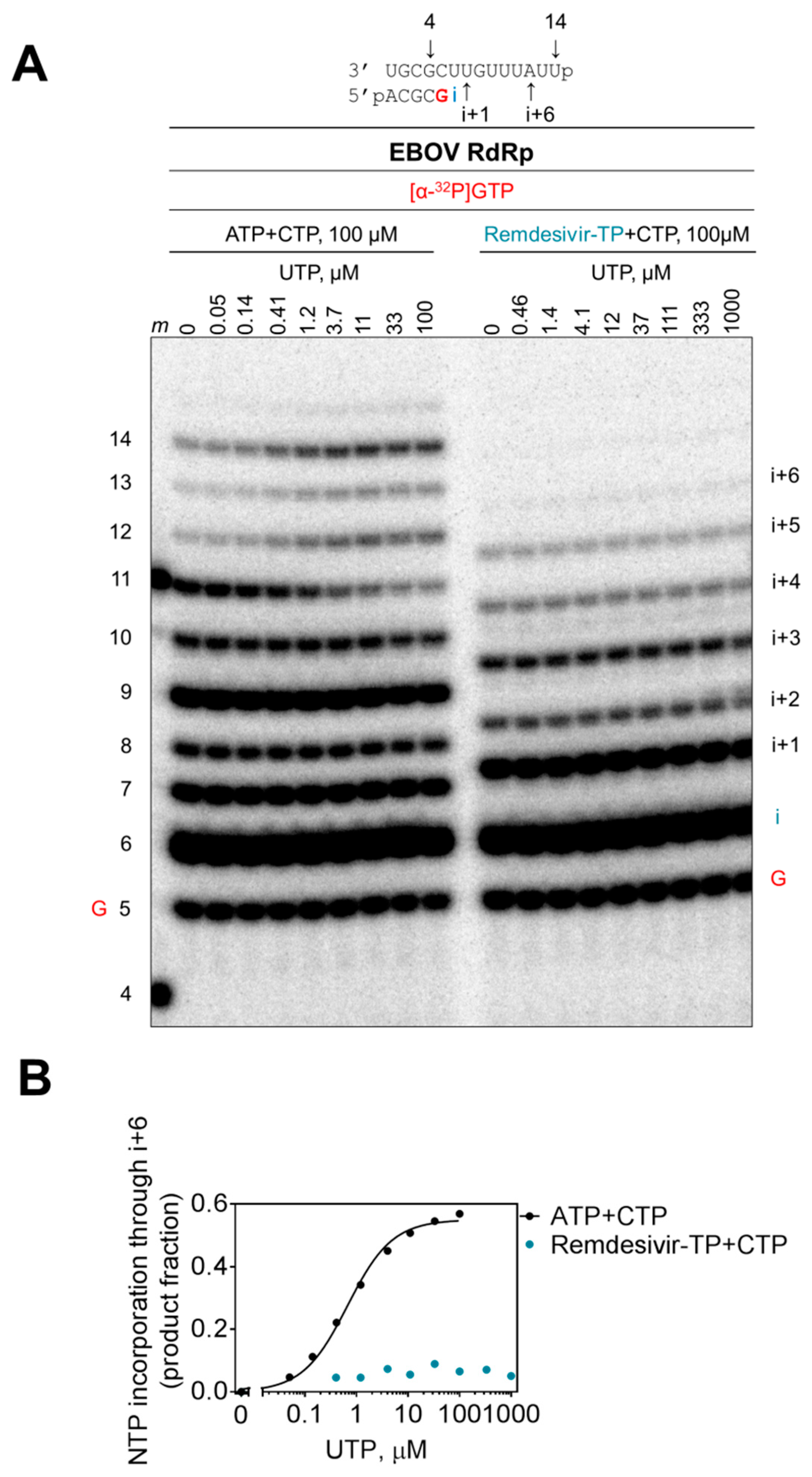 Viruses 11 00326 g006 Viruses 11 00326 g006
