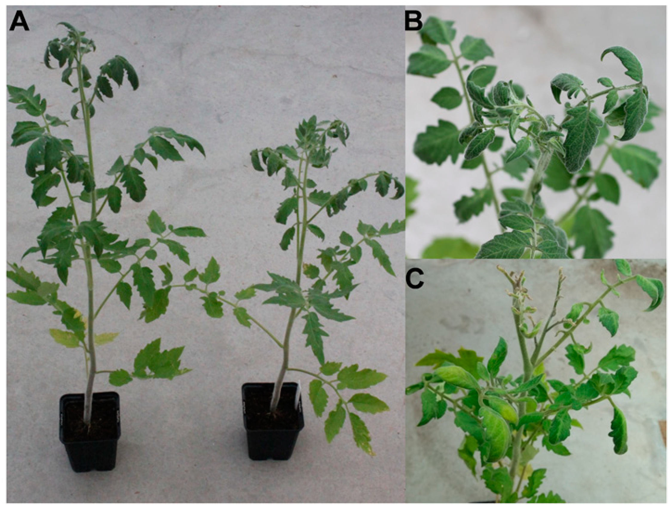 Viruses 11 00327 g004