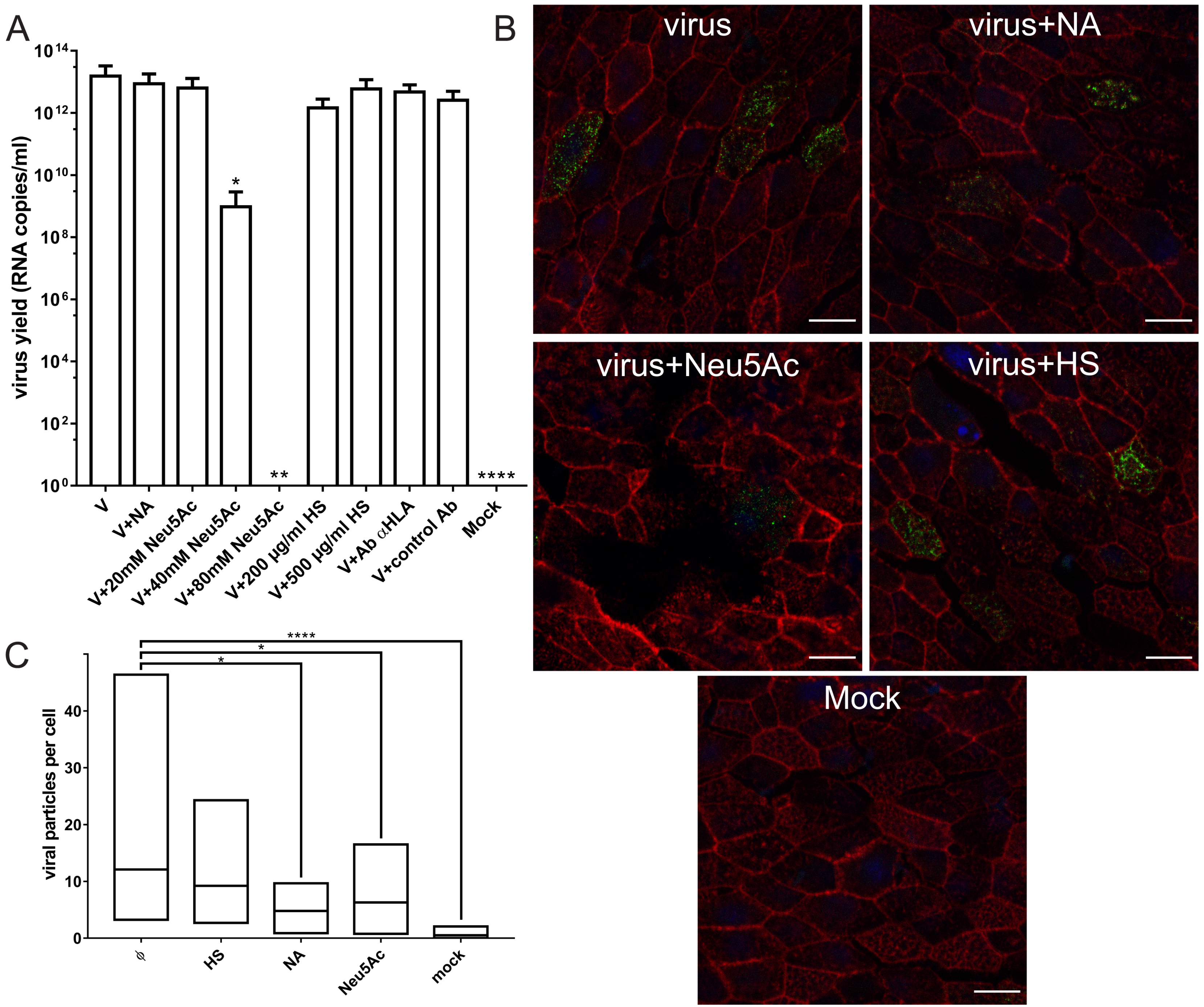 Viruses Free FullText Canine Respiratory Coronavirus, Bovine