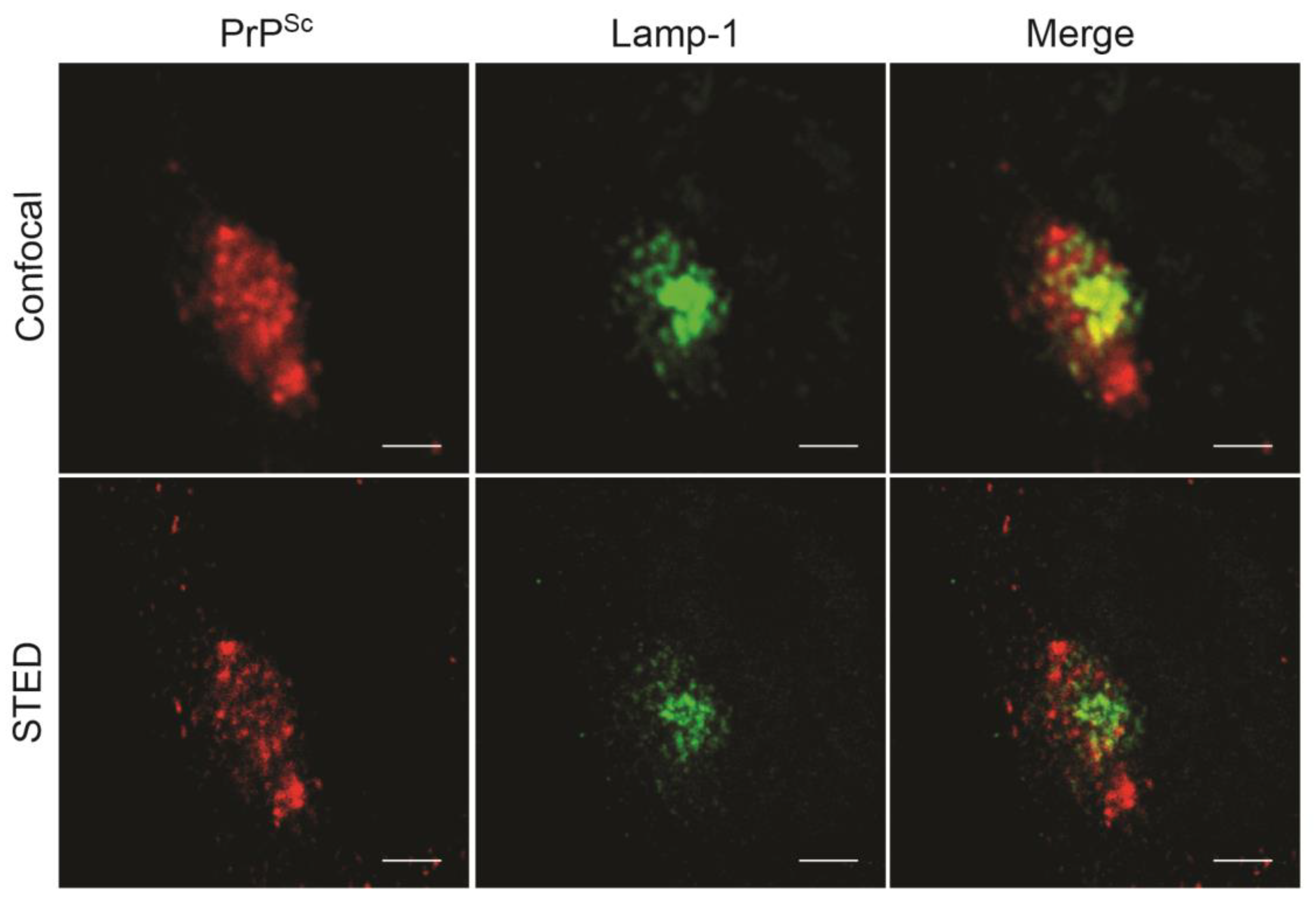 Viruses 11 00334 g002