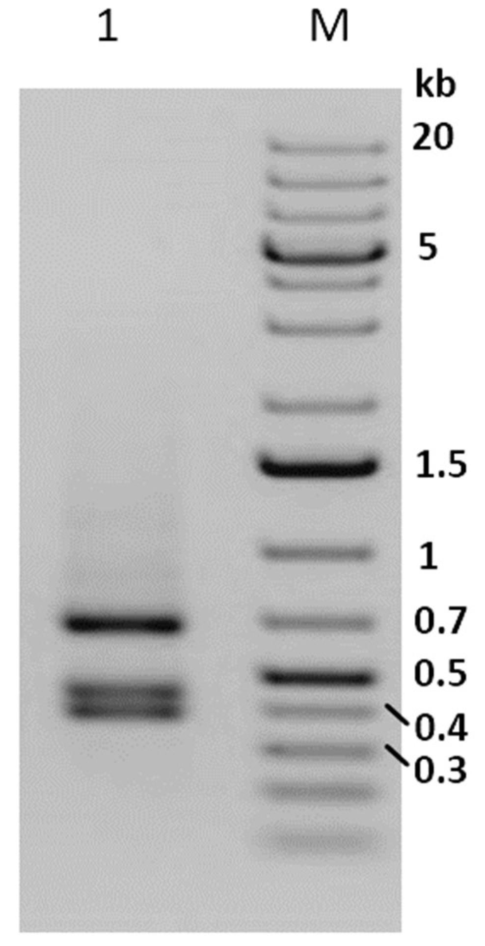 Viruses 11 00337 g001