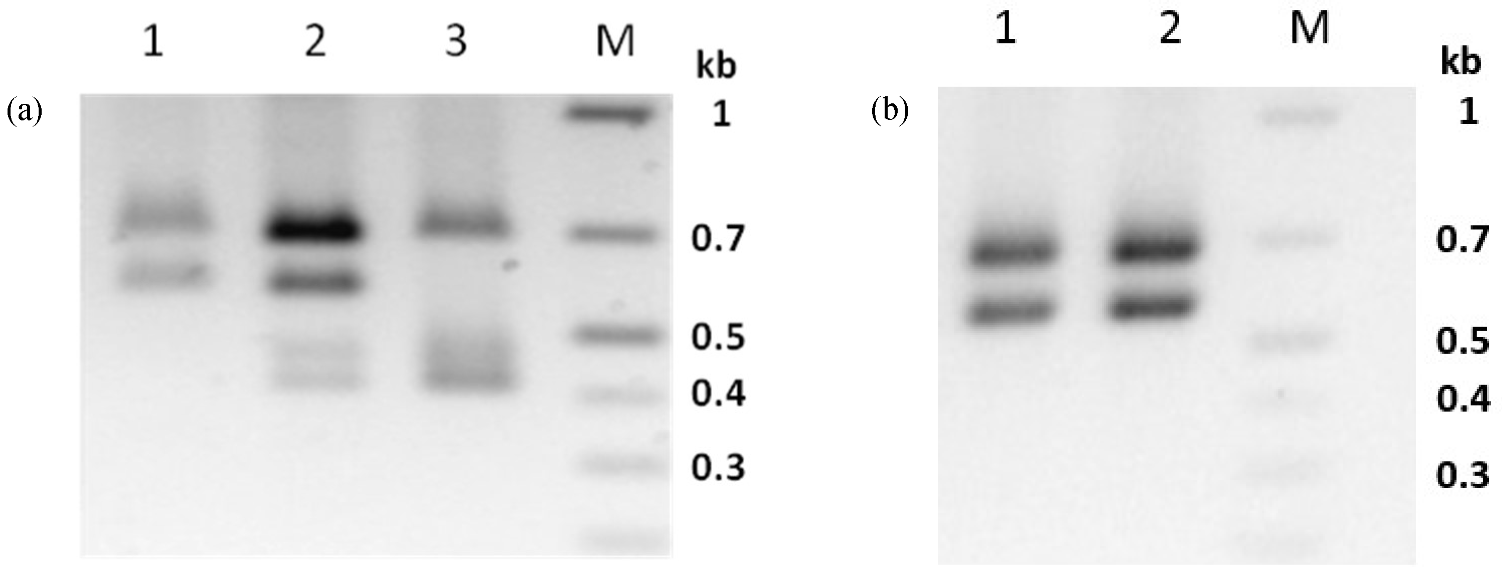 Viruses 11 00337 g004