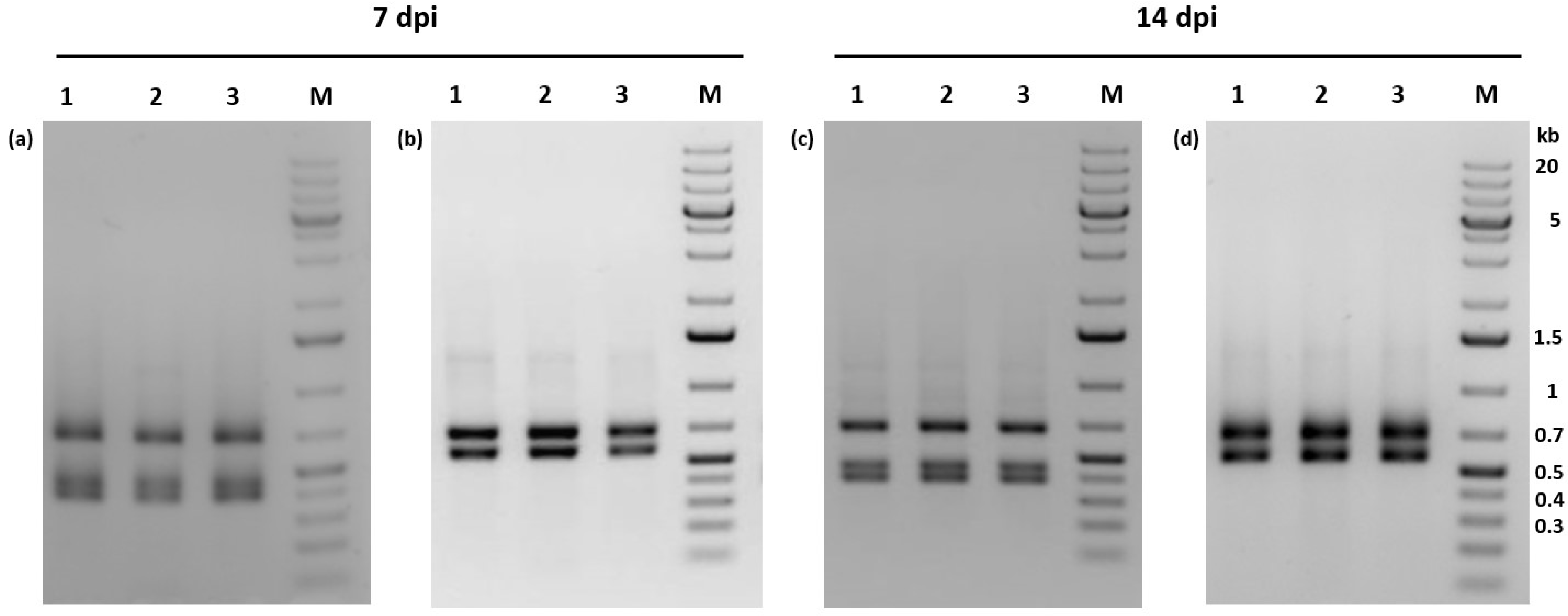 Viruses 11 00337 g005