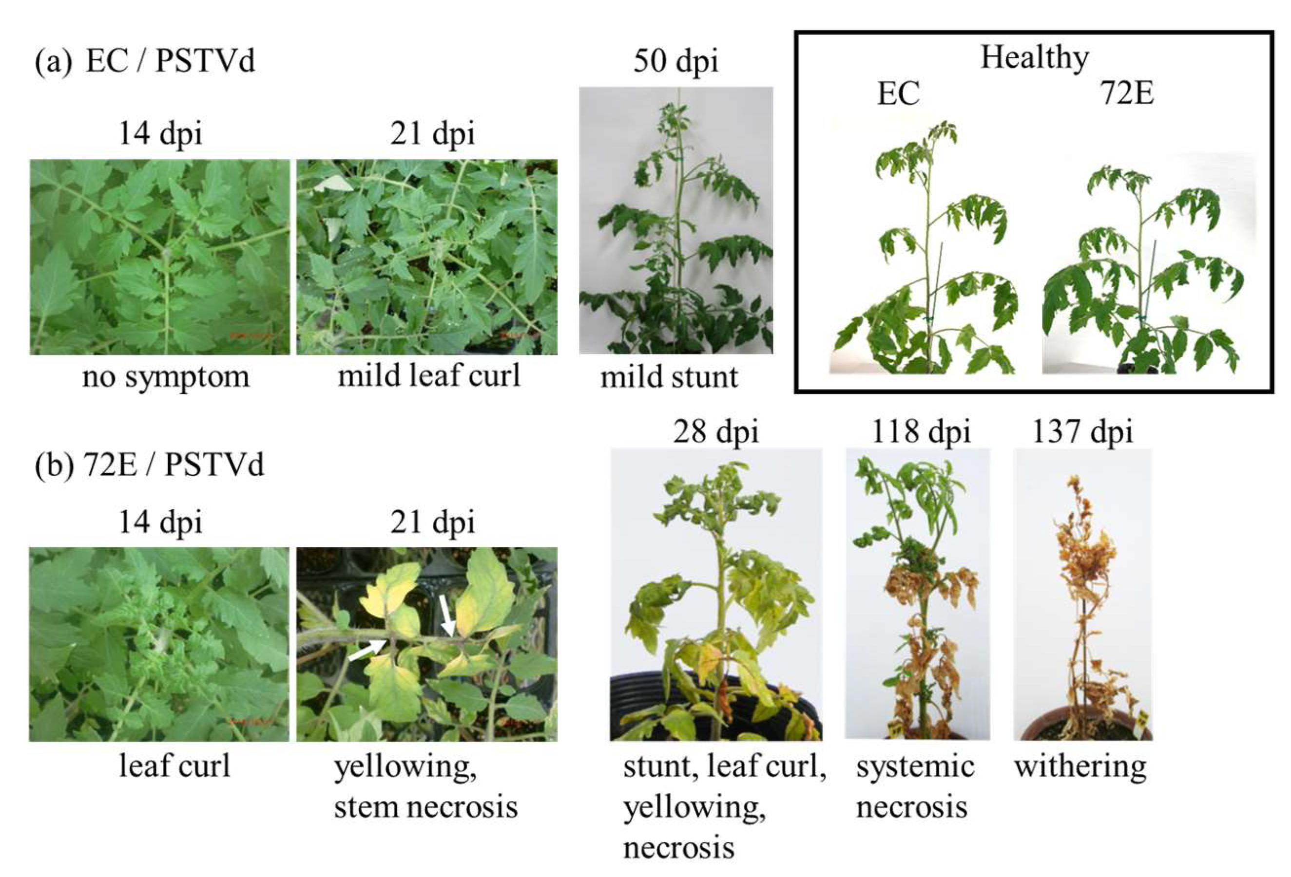 Viruses 11 00344 g002