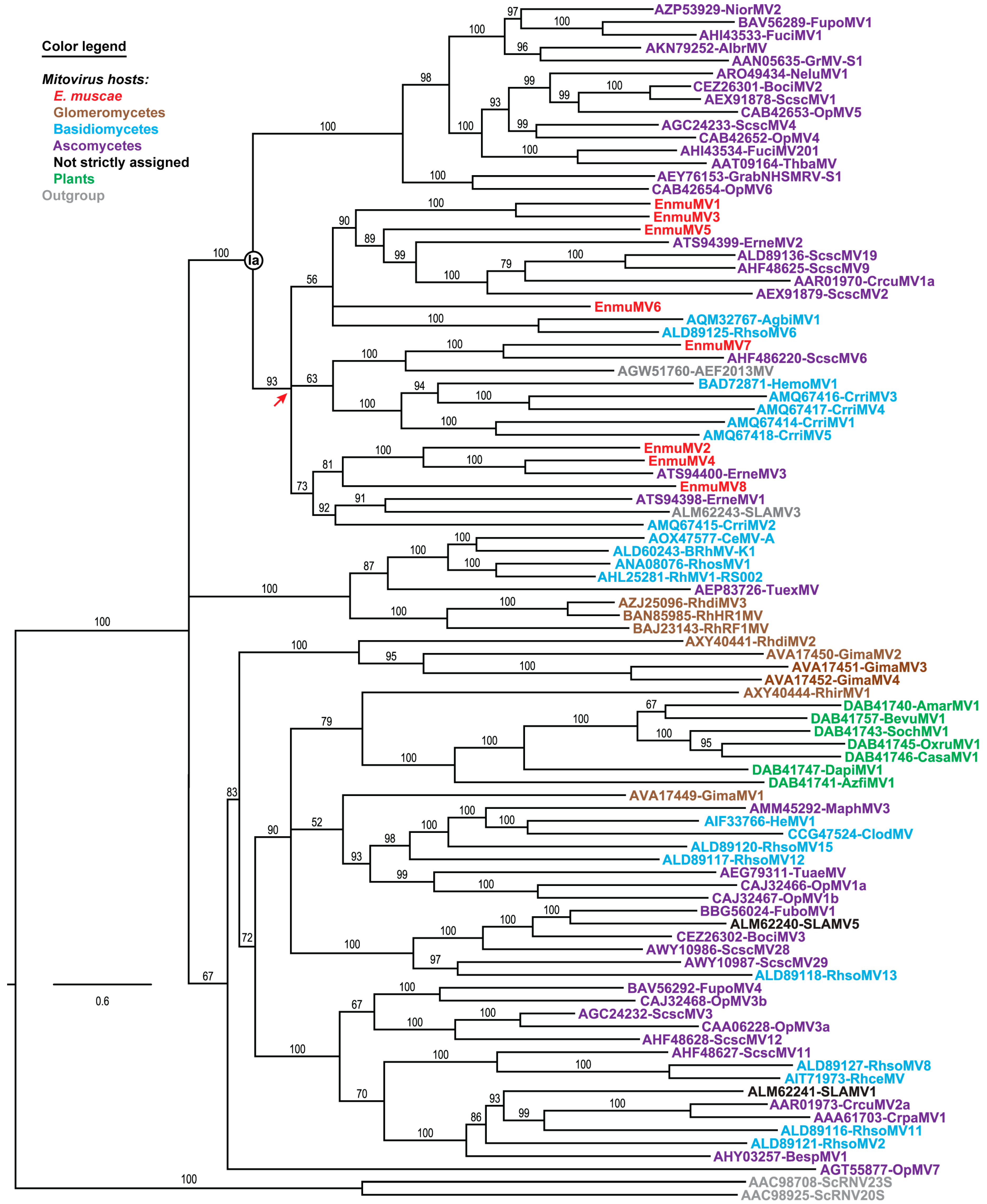 Viruses 11 00351 g003 Viruses 11 00351 g003