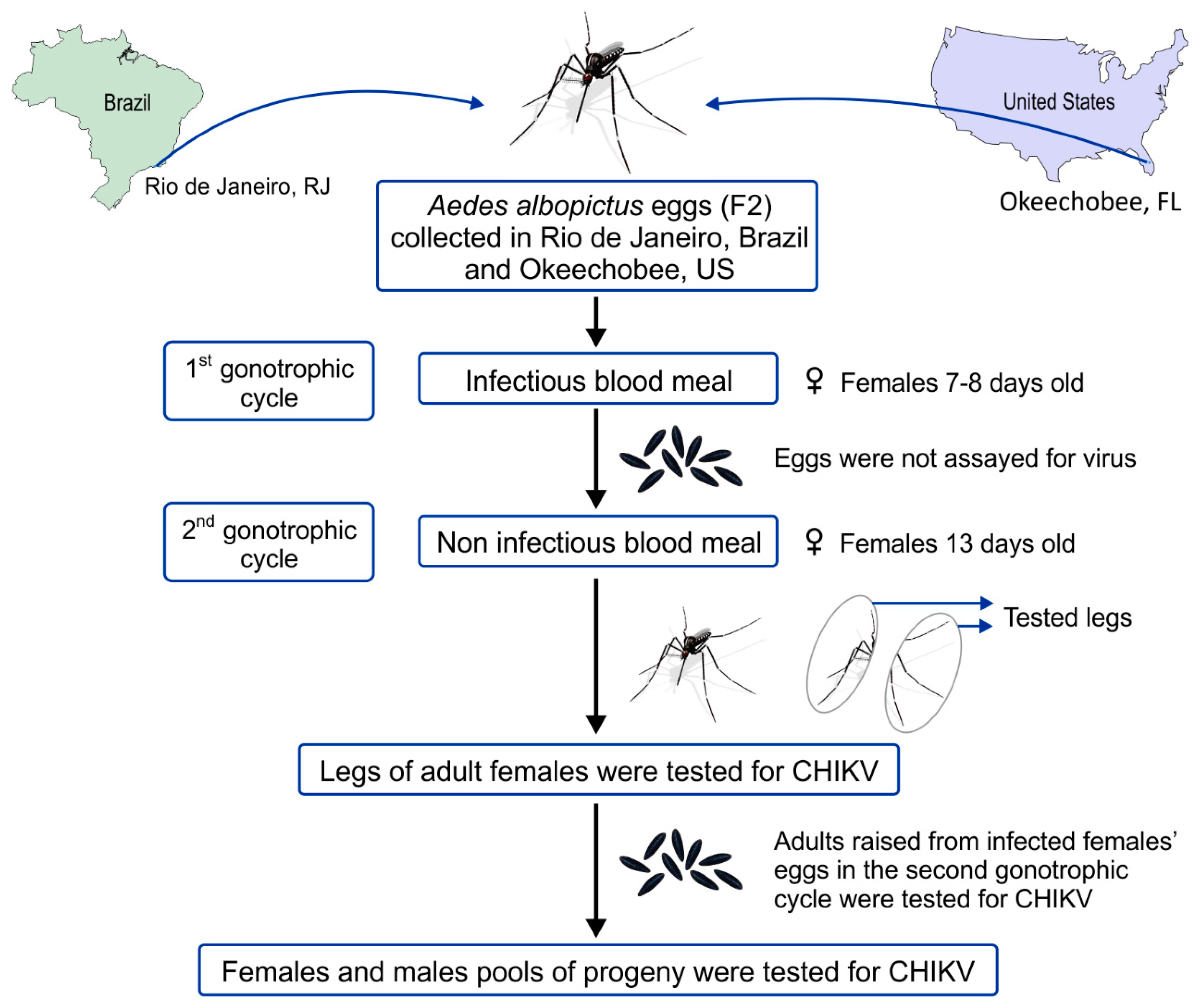 Viruses | Free Full-Text | Experimental Vertical Transmission of Chikungunya Virus by Brazilian and Florida Aedes Albopictus Populations | HTML