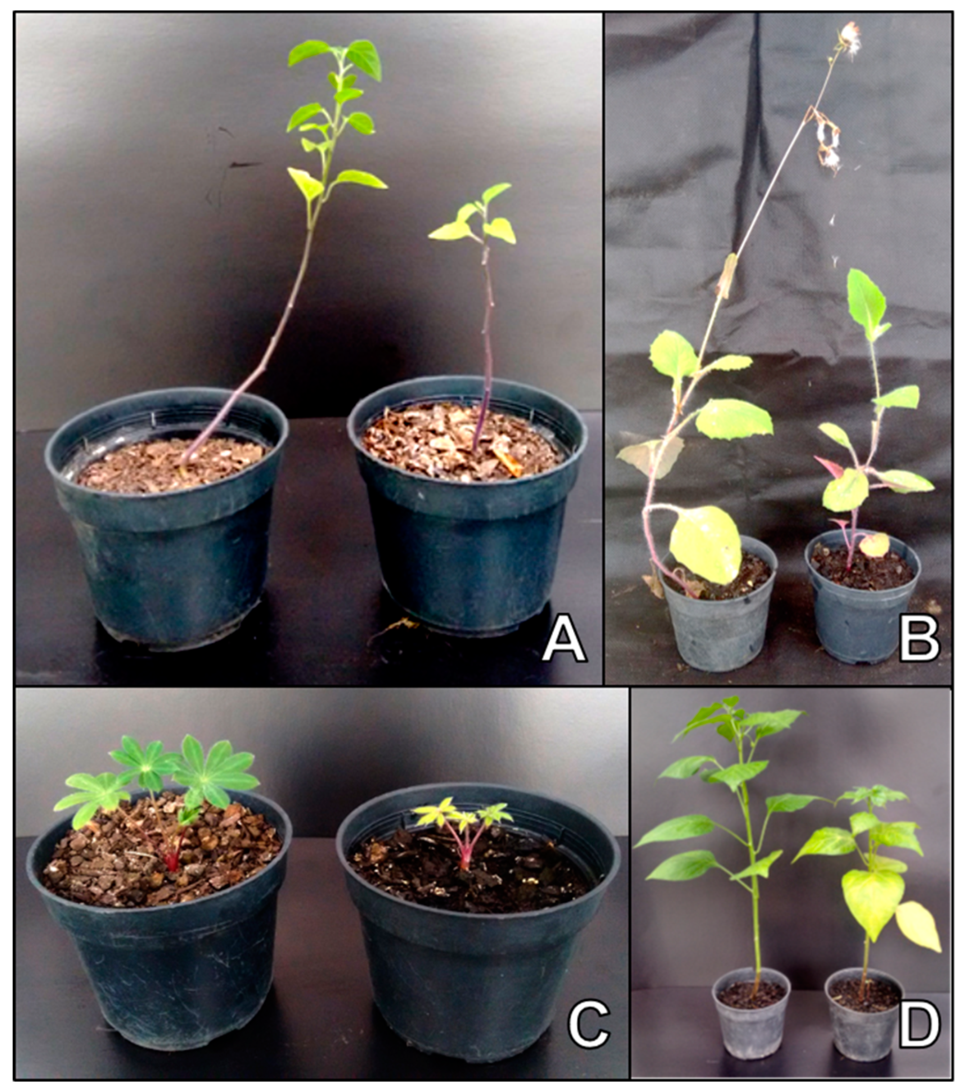 Viruses 11 00355 g003 Viruses 11 00355 g003