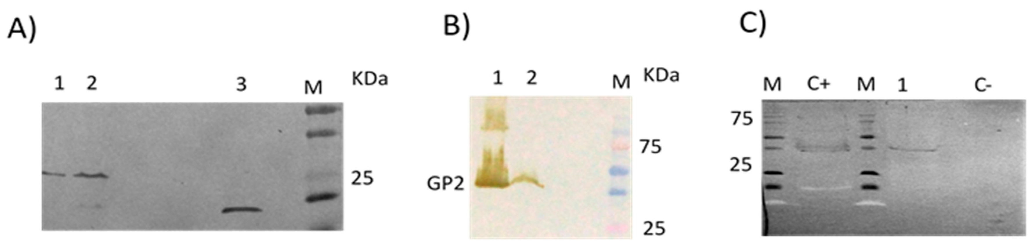 Viruses 11 00360 g001