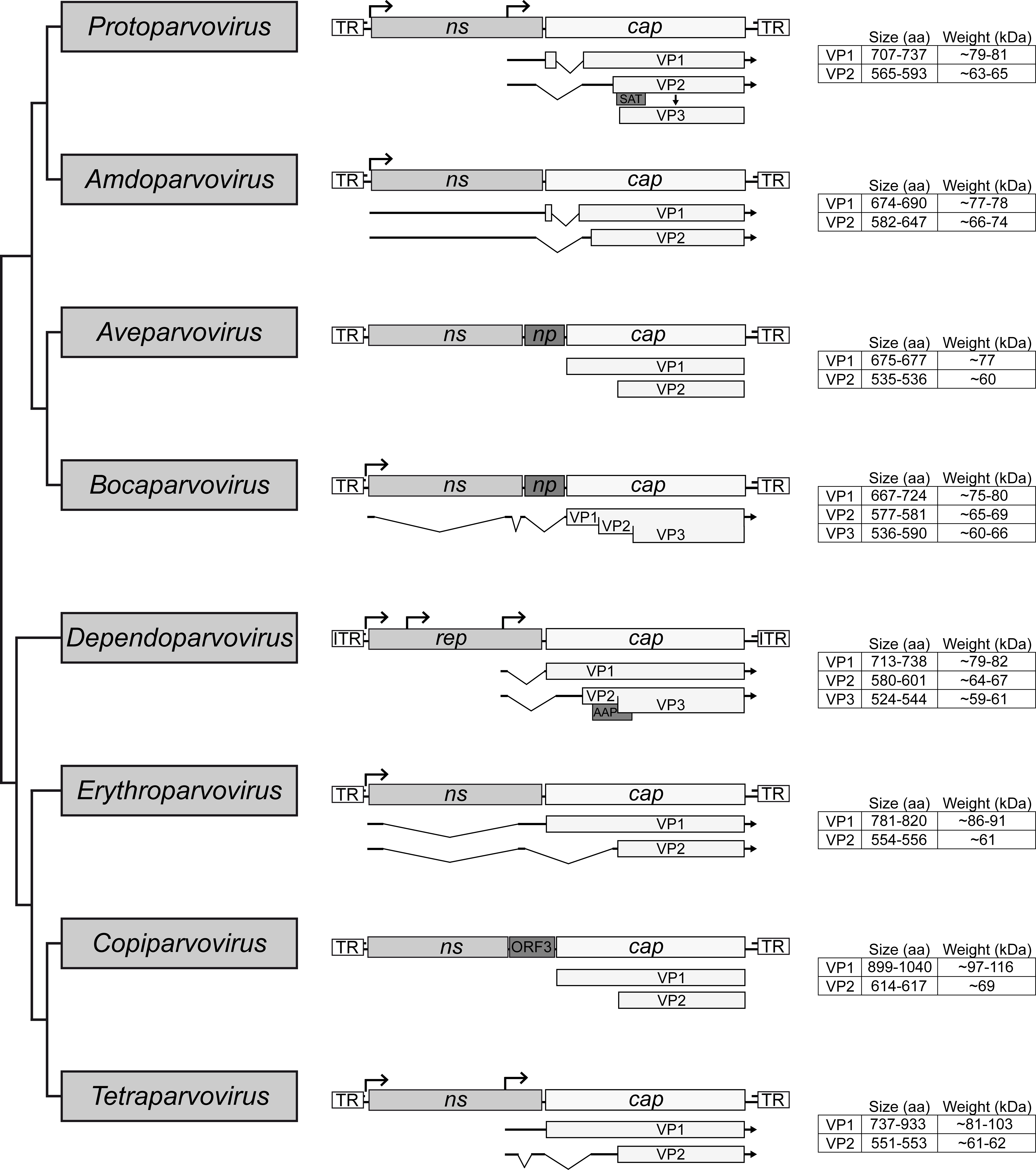 Viruses 11 00362 g002
