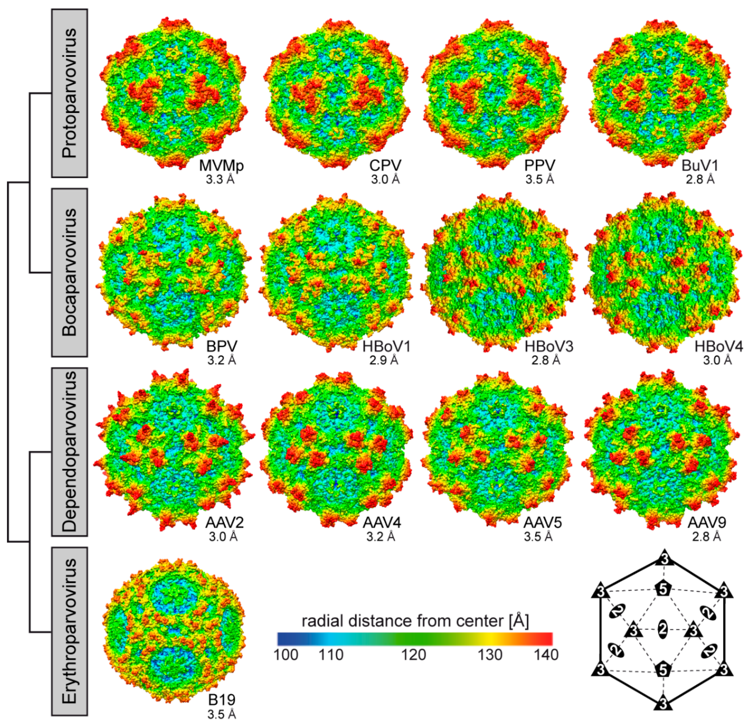 Viruses 11 00362 g008