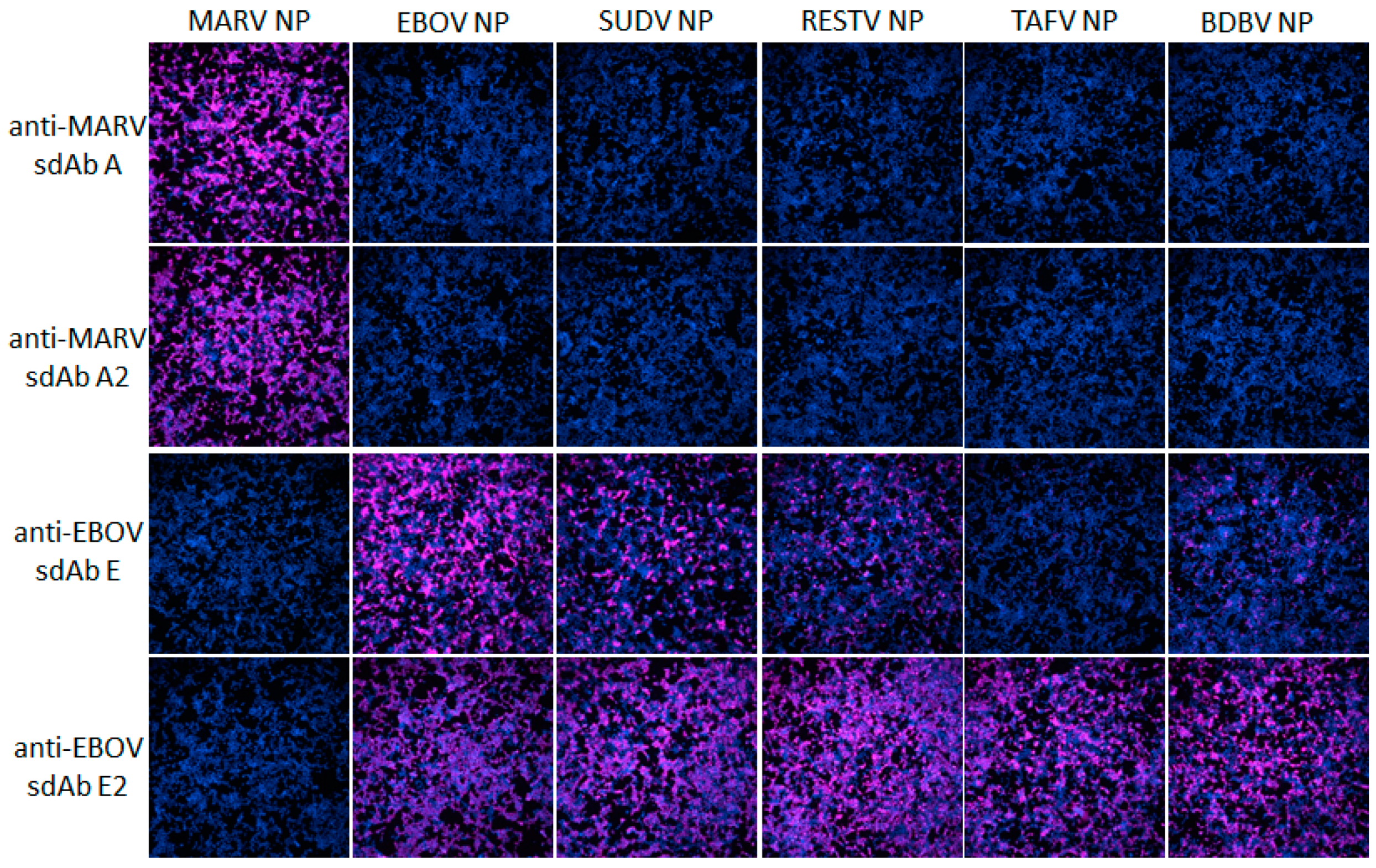 Viruses 11 00364 g003